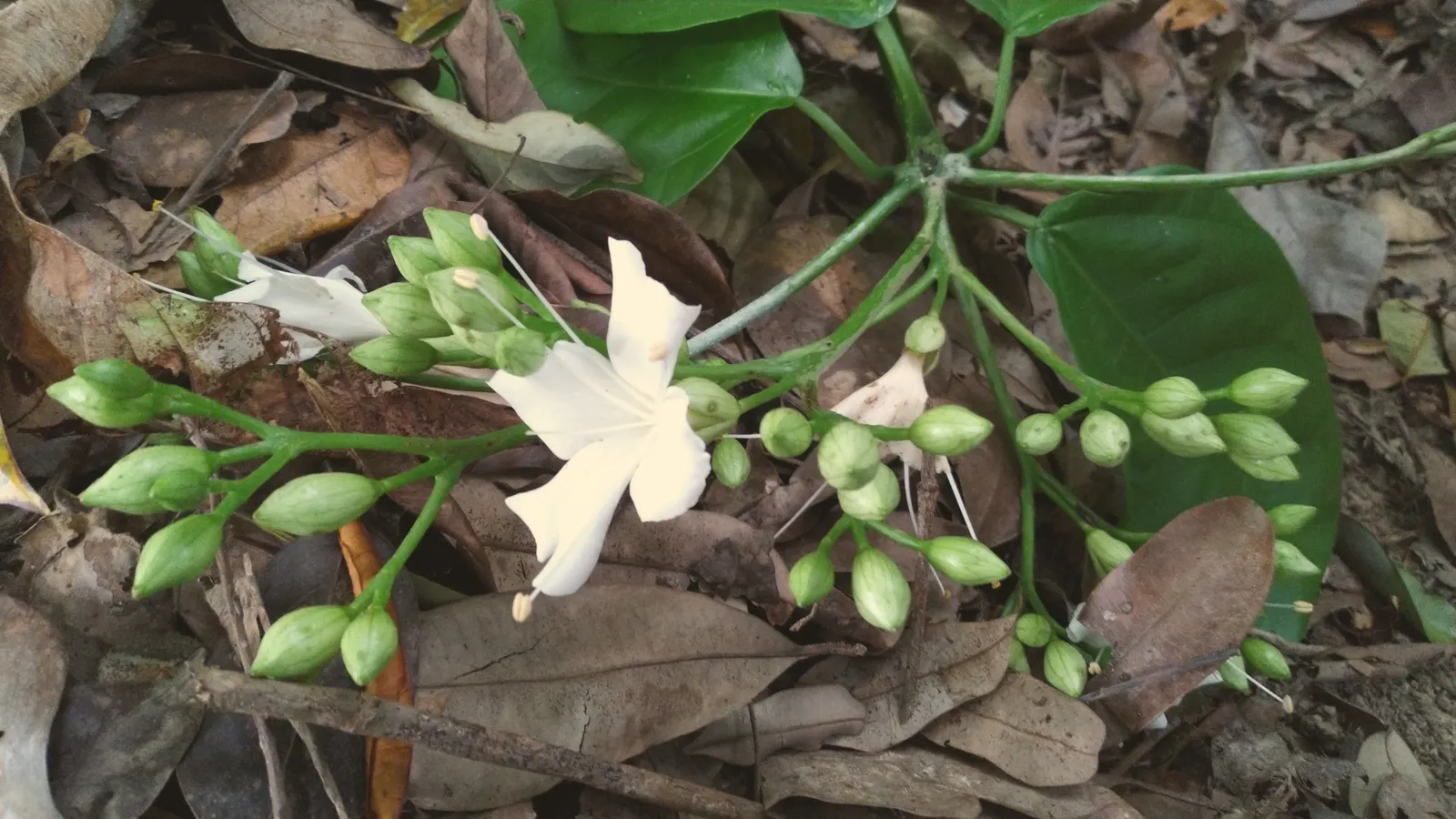 Potato Vine (Solanum Laxum) — white flowers in the garden