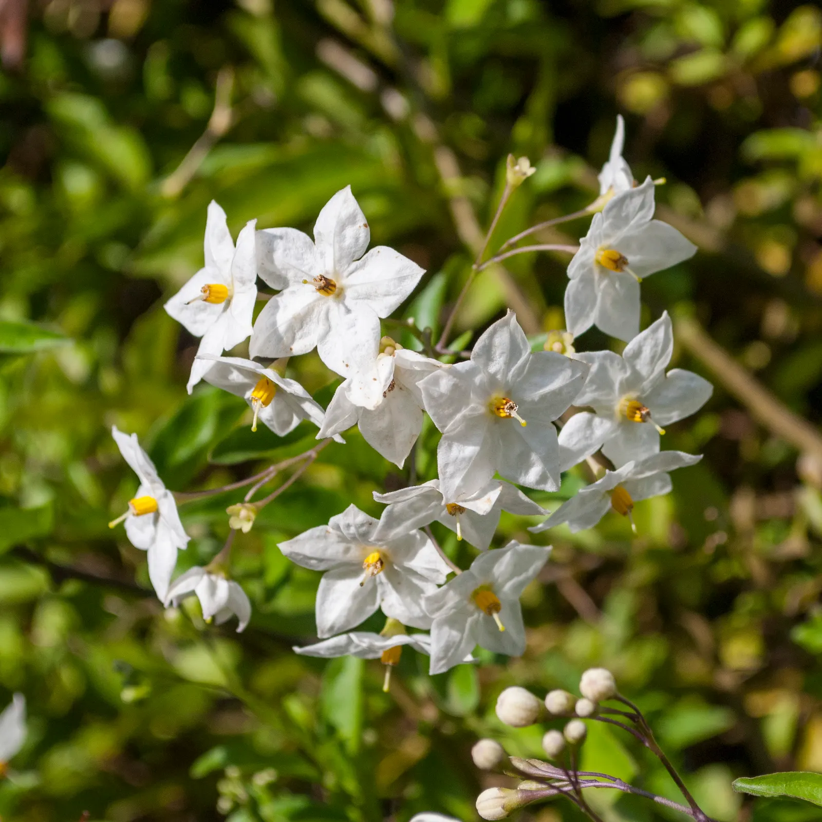 Potato Vine (Solanum Laxum) — creating a striking contrast against the verdant leaves; it thrives in USDA zones 8-10, reaching up to 20 feet in, image 65