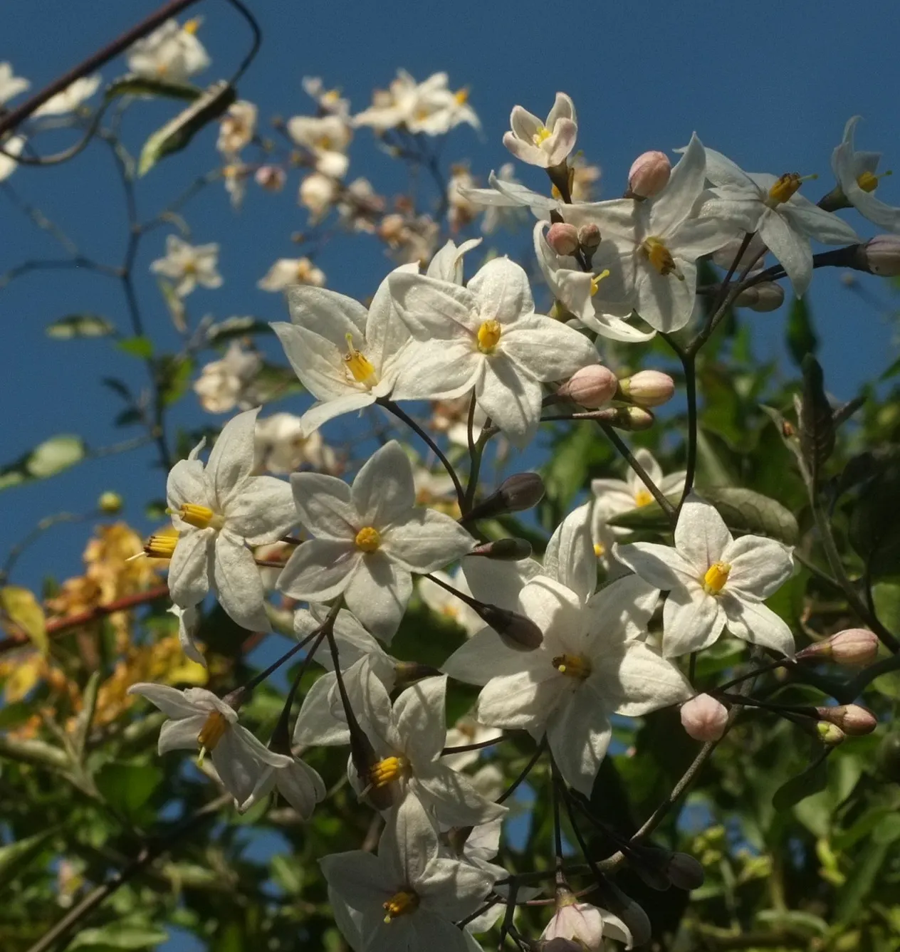 Potato Vine (Solanum Laxum) — The vine is best known for its bountiful display of star-shaped flowers