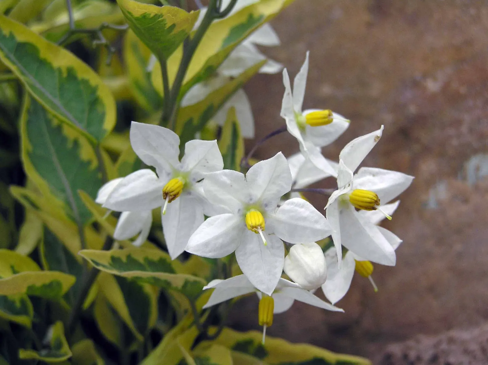 Potato Vine (Solanum Laxum) — white flowers in the garden; ornamental touch to any landscape design, image 73