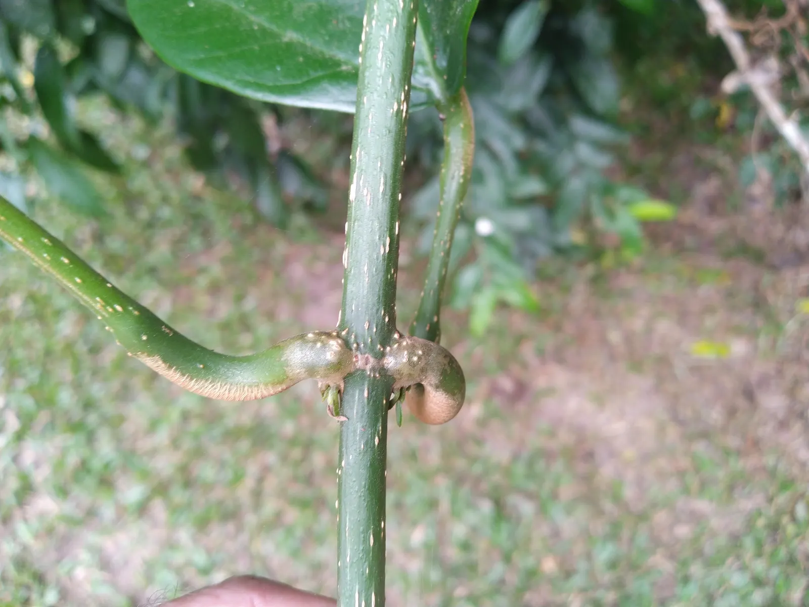Potato Vine (Solanum Laxum) — is a versatile and fast-growing evergreen vine that can add a lush; typical care includes pruning in late winter to maintain its