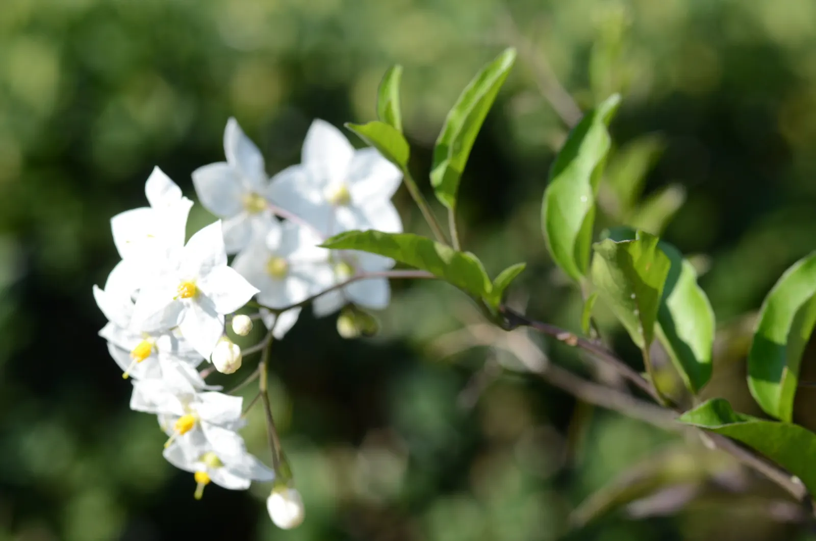 Potato Vine (Solanum Laxum) — vine with white blooms; creating a striking contrast against the verdant leaves, image 99