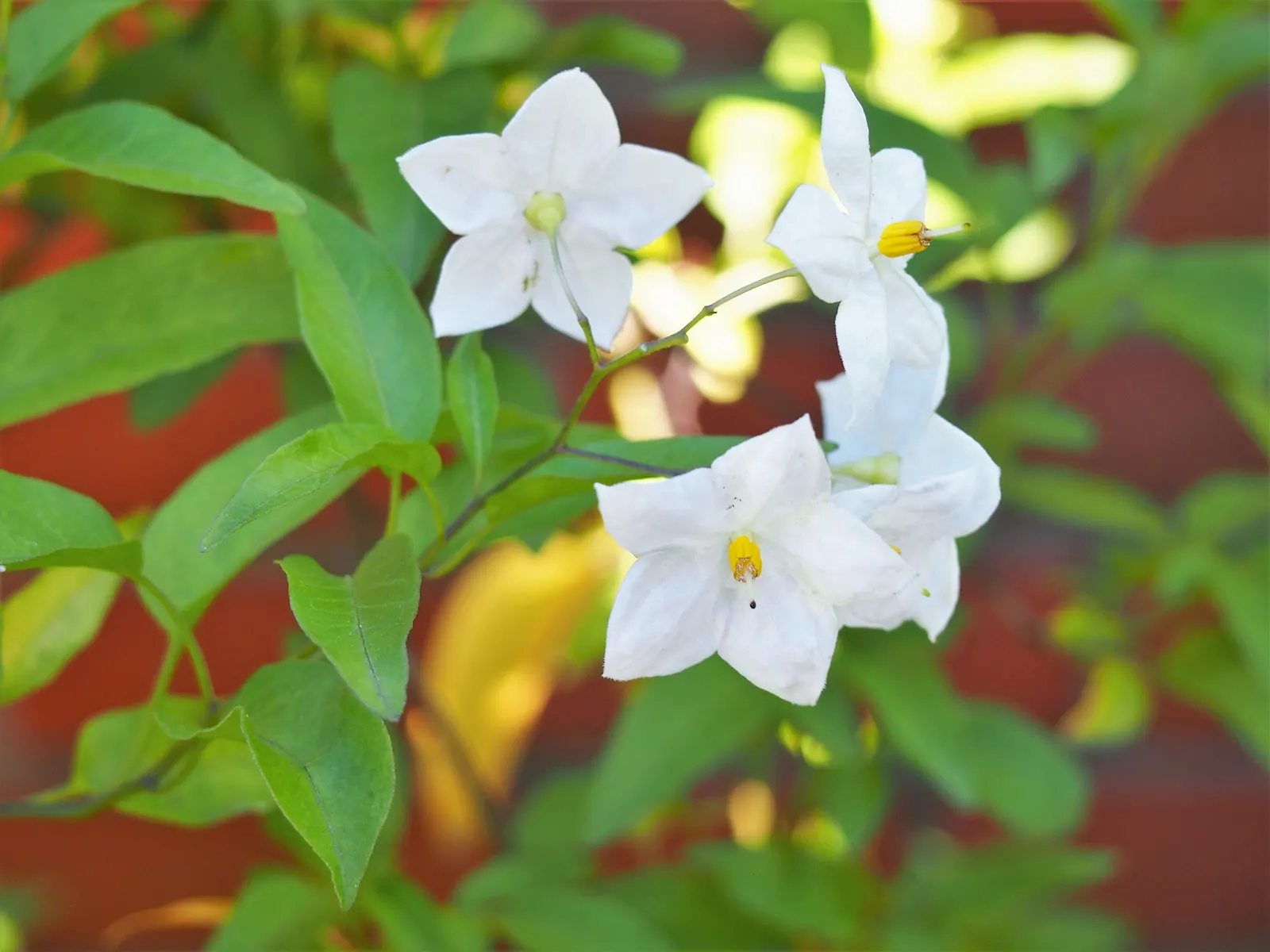 Potato Vine (Solanum Laxum) — is a versatile and fast-growing evergreen vine that can add a lush; typical care includes pruning in late winter to, image 57