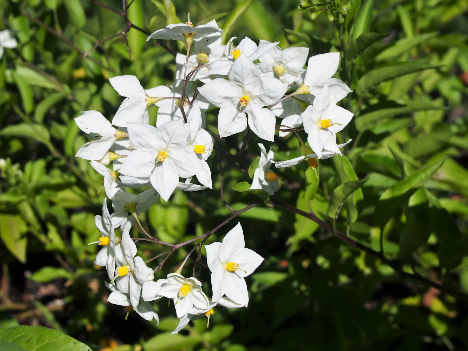 Potato Vine (Solanum Laxum) — The vine is best known for its bountiful display of star-shaped flowers, image 63