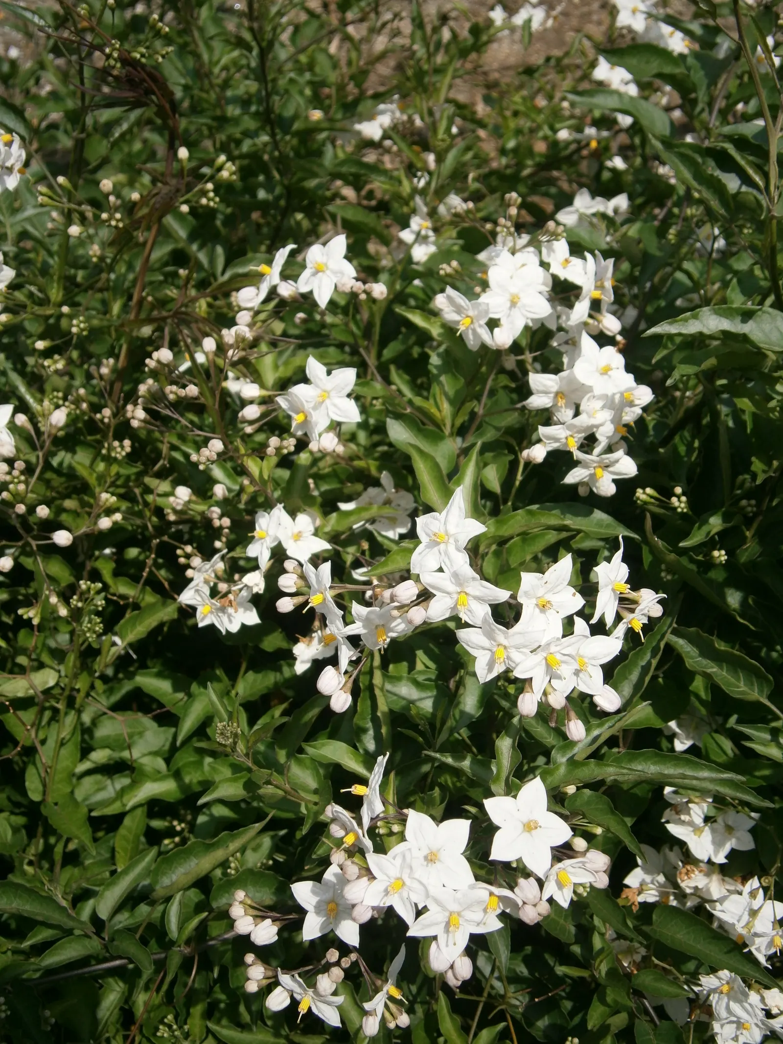 Potato Vine (Solanum Laxum) — typical care includes pruning in late winter to maintain its shape and promote vigorous growth; when establishing the, image 96