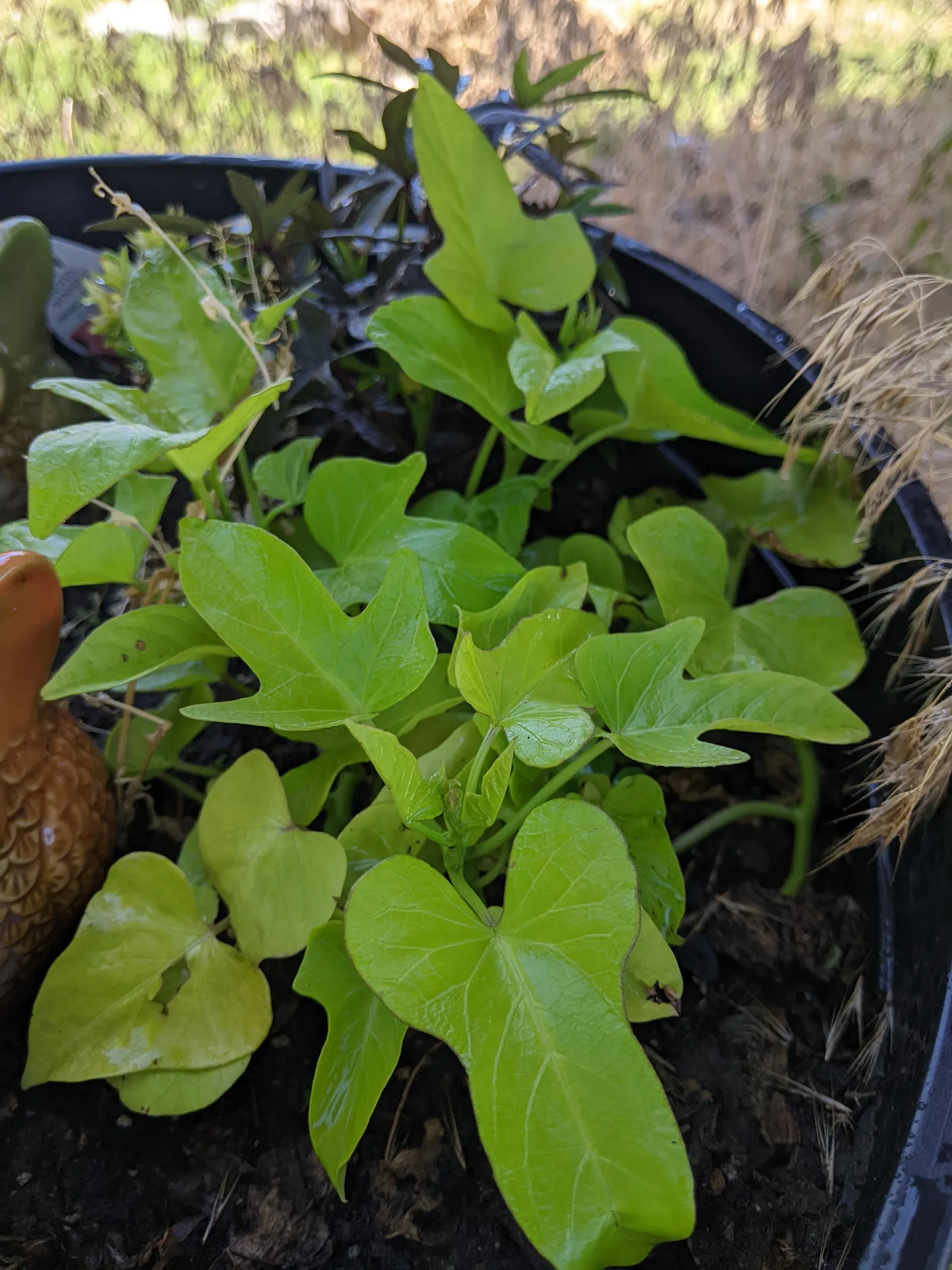 Potato Vine (Solanum Laxum) — Its foliage is dark green, while in summer and fall, it produces fragrant white blossoms with yellow centers; they grow optimally