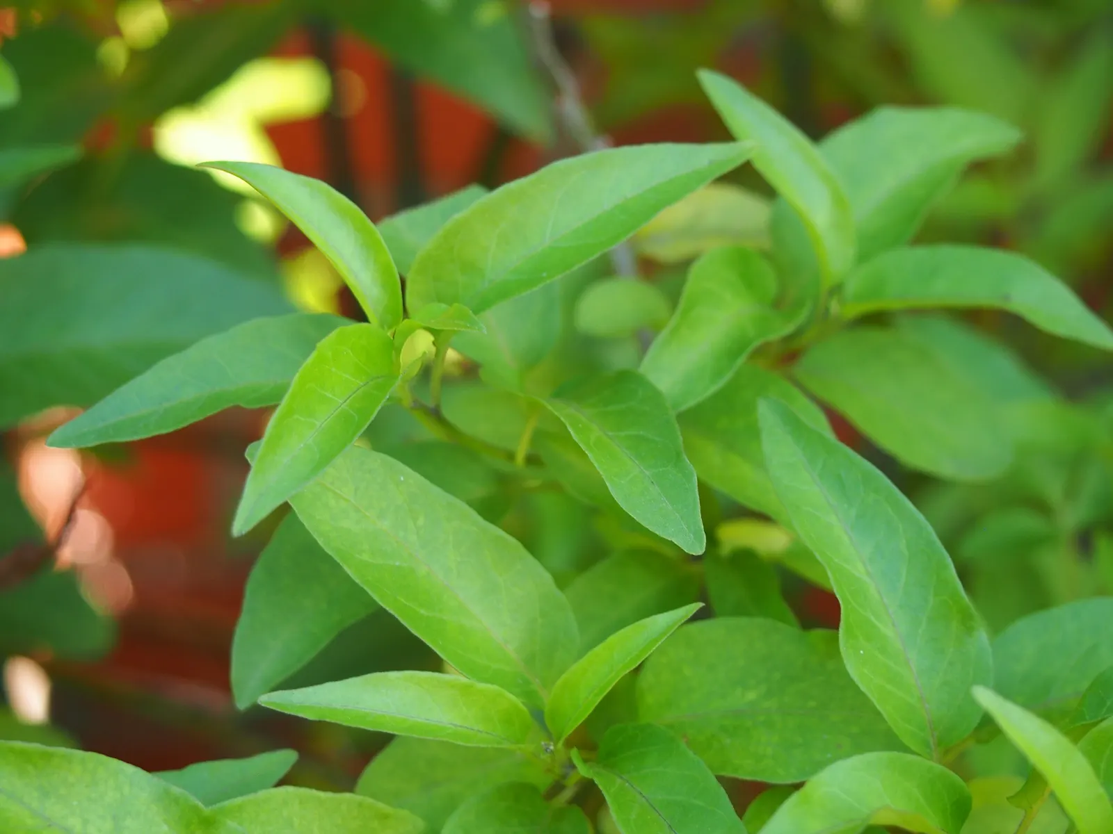 Potato Vine (Solanum Laxum) — When establishing the vine in the landscape; it's excellent for trellises, walls, or as a sprawling ground cover, image 69