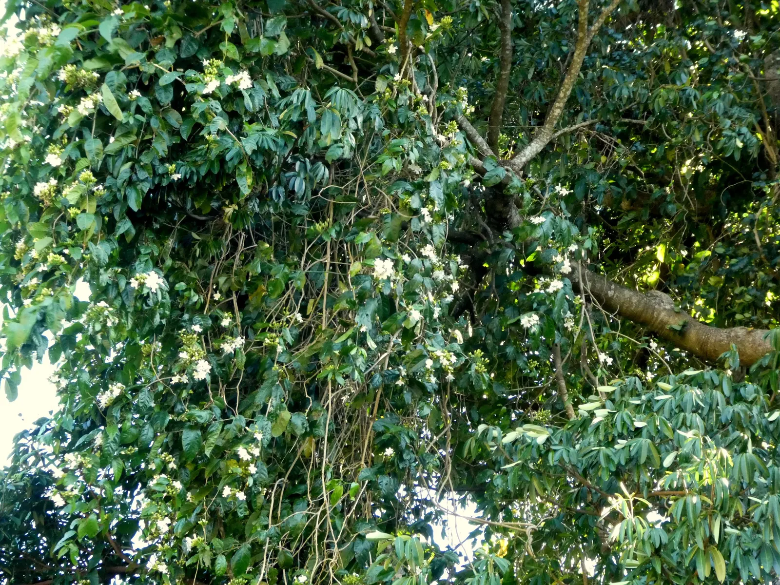 Potato Vine (Solanum Laxum) — making it an excellent choice for trellises; where they may produce fewer blossoms