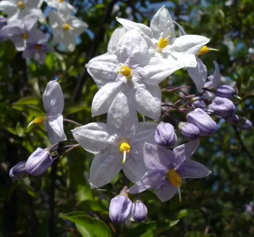 Potato Vine (Solanum Laxum) — scientifically known as Solanum laxum; these blooms are typically a delicate white with pronounced yellow stamens, image 81