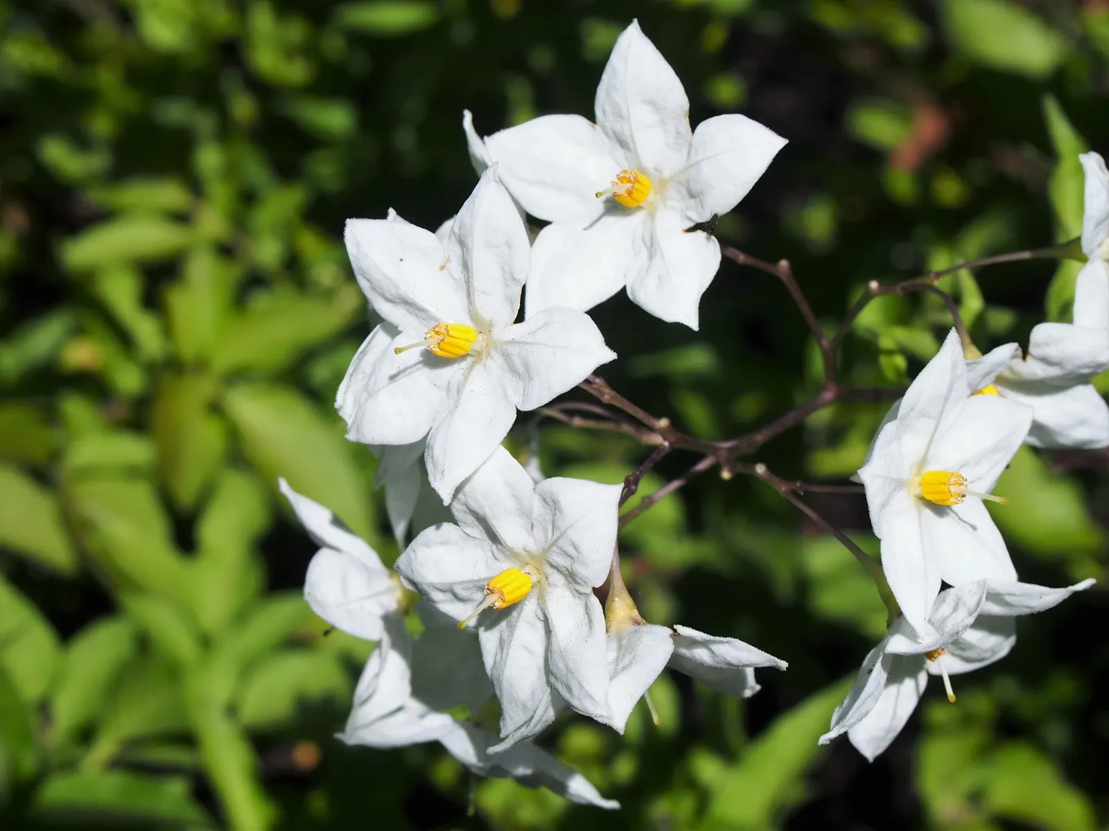Potato Vine (Solanum Laxum) — making it an excellent choice for trellises; where they may produce fewer blossoms, image 60