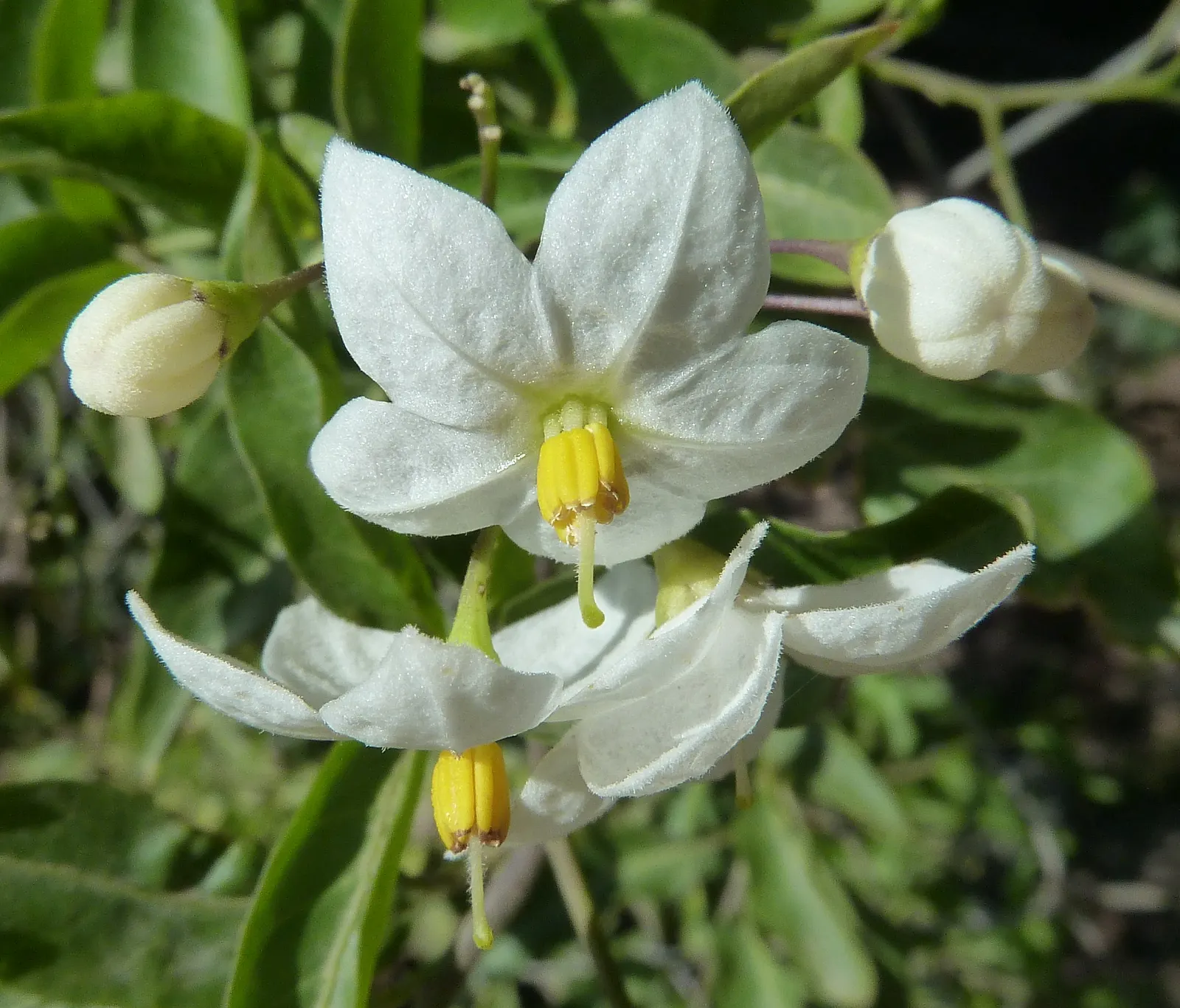 Potato Vine (Solanum Laxum) — These blooms are typically a delicate white with pronounced yellow stamens; solanum laxum may require some protection, image 89