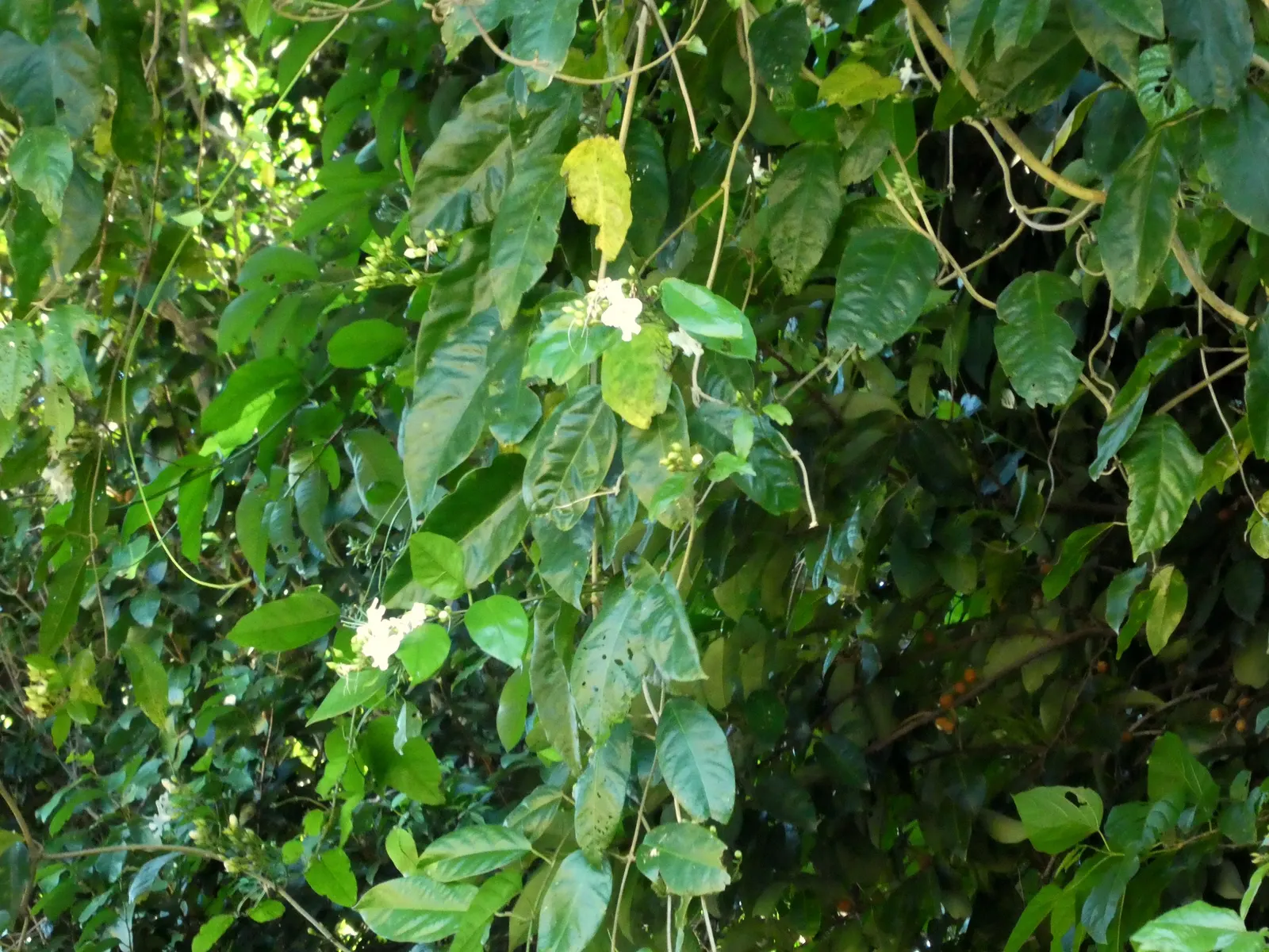 Potato Vine (Solanum Laxum) — or fences where a visual screen or a green backdrop is desired.<br><br>Its foliage consists of dark green; vine with white blooms