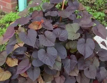 Potato Vine (Solanum Laxum) — where they may produce fewer blossoms; flowering occurs prolifically from late spring through fall, with the heaviest blooms in