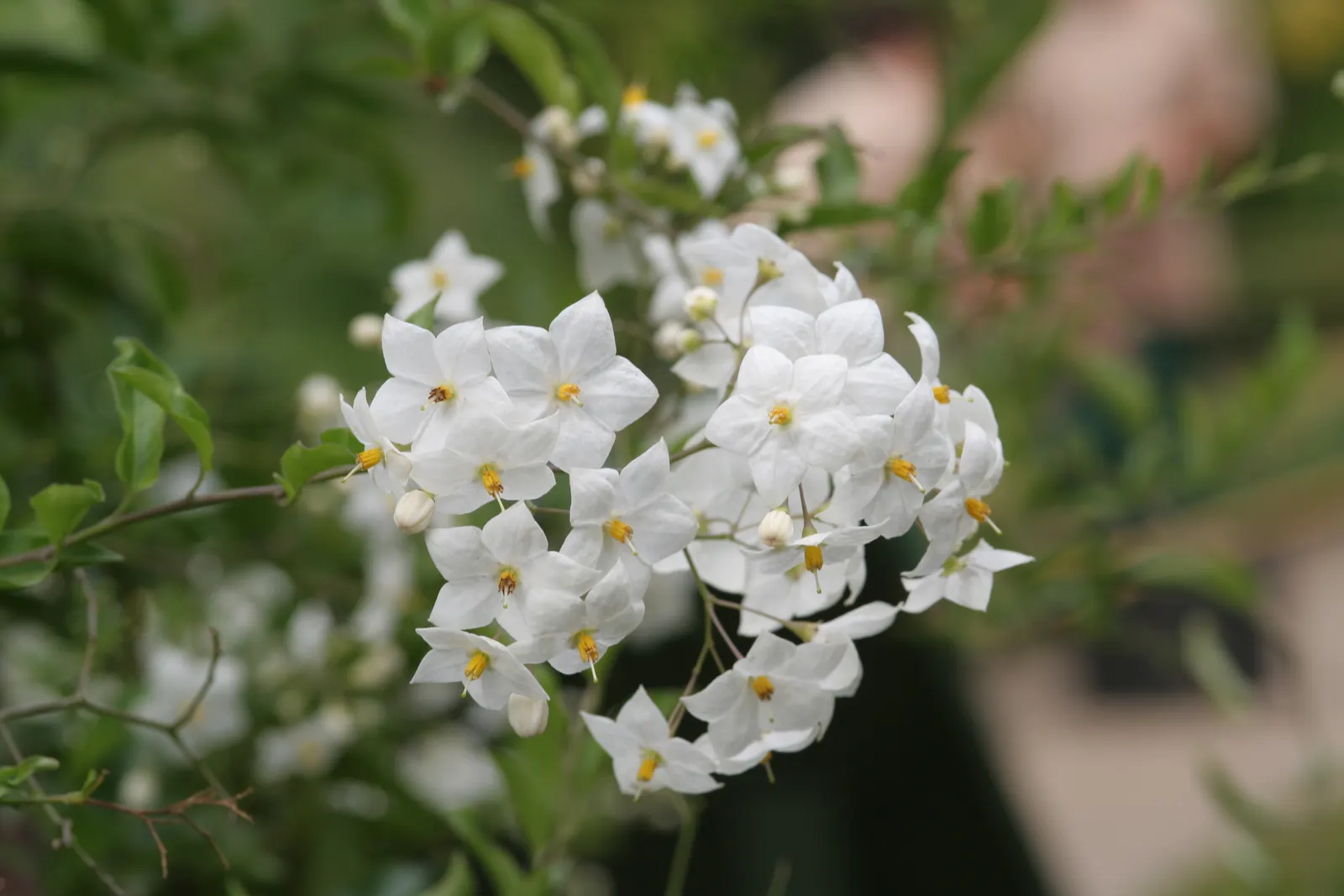 Potato Vine (Solanum Laxum) — vine for full or half; ensuring an attractive display each season, image 75
