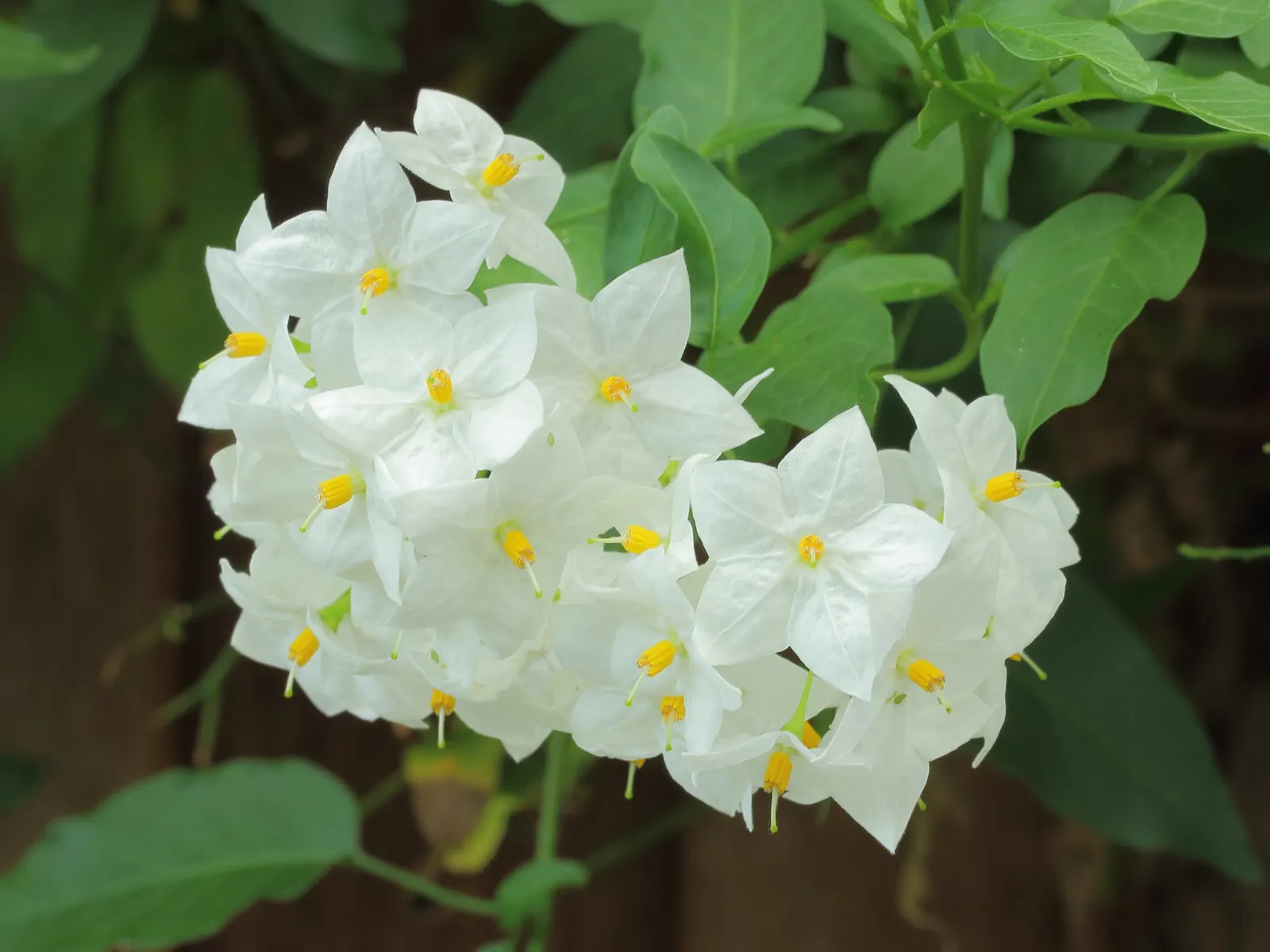 Potato Vine (Solanum Laxum) — Flowering occurs prolifically from late spring through fall, with the heaviest blooms in early to mid-summer; this, image 91
