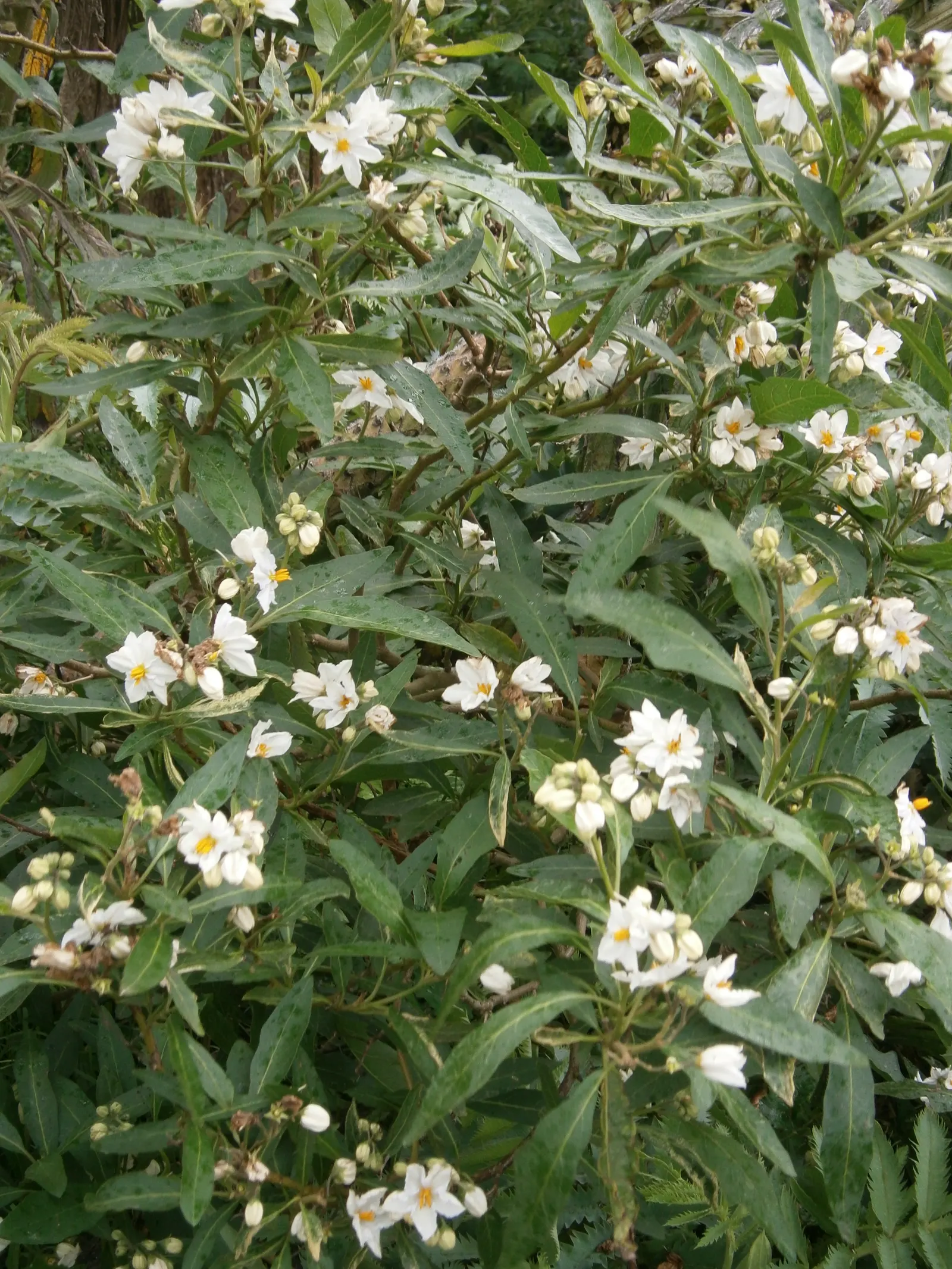 Potato Vine (Solanum Laxum) — white flowers in the garden; ornamental touch to any landscape design, image 98