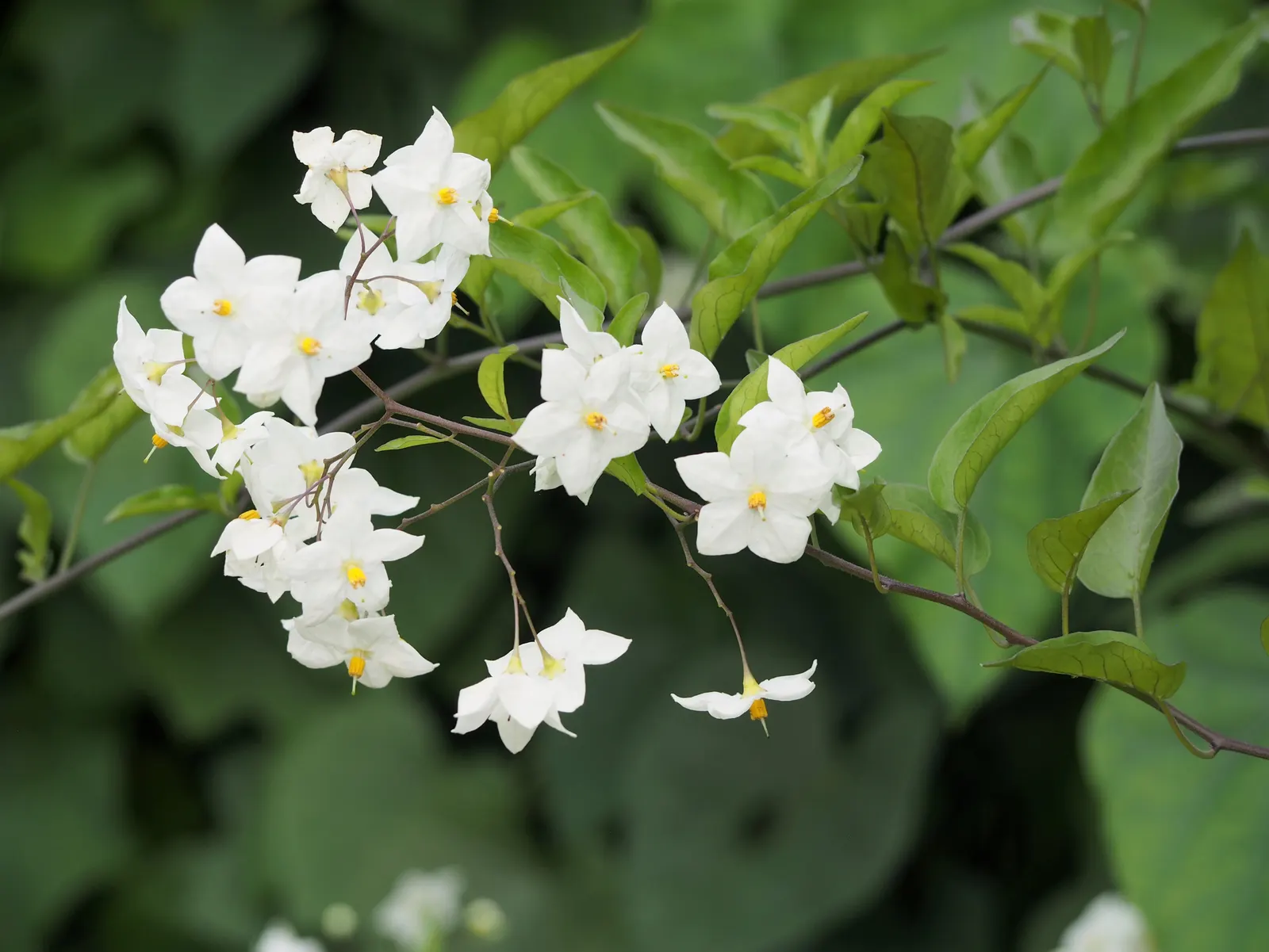 Potato Vine (Solanum Laxum) — where they may produce fewer blossoms; flowering occurs prolifically from late spring through fall, with the heaviest, image 67