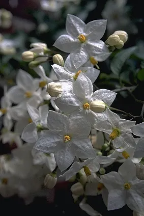 Potato Vine (Solanum Laxum) — typical care includes pruning in late winter to maintain its shape and promote vigorous growth; when establishing the, image 71