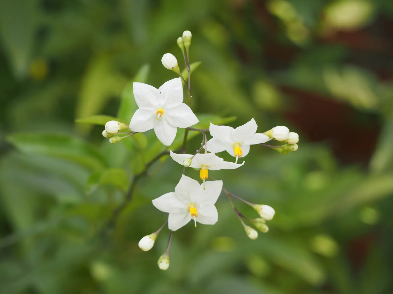 Potato Vine (Solanum Laxum) — pinnate leaves that can reach a length of about 2 to 4 inches; scientifically known as Solanum laxum, image 62