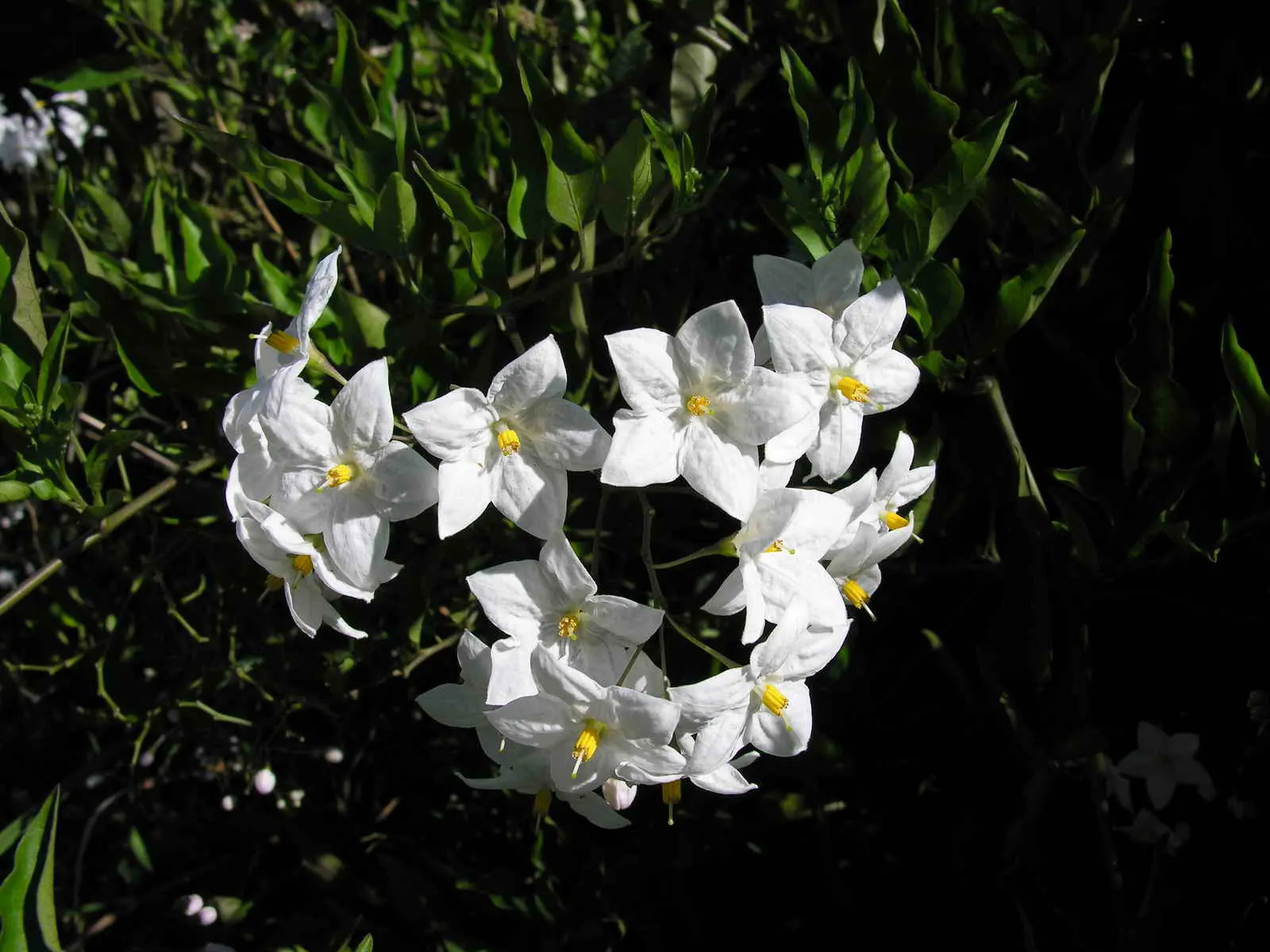 Potato Vine (Solanum Laxum) — It thrives in USDA zones 8-10, reaching up to 20 feet in spread; or fences where a visual screen or a green backdrop, image 77