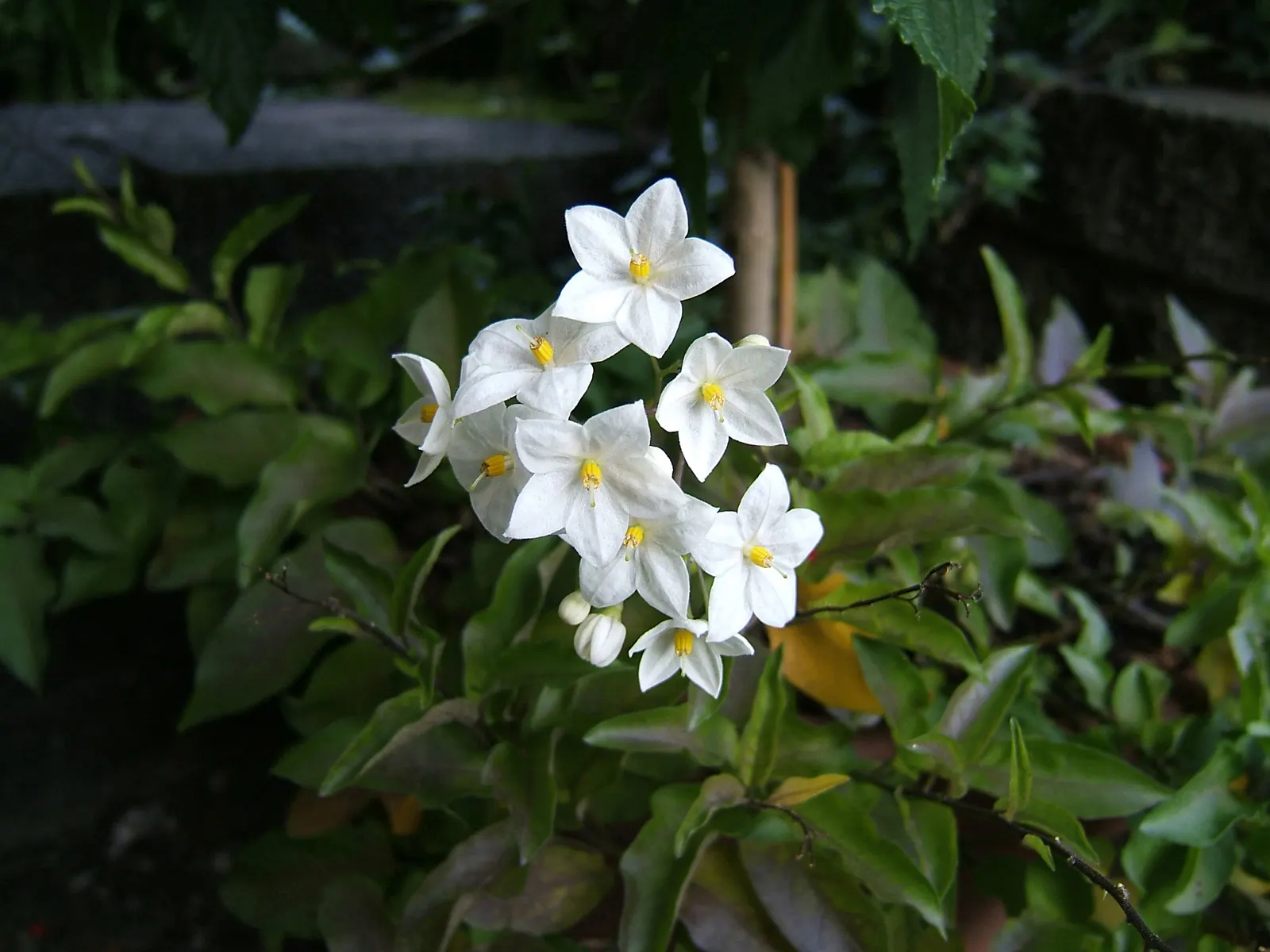 Potato Vine (Solanum Laxum) — or fences where a visual screen or a green backdrop is desired.<br><br>Its foliage consists of dark green; vine with, image 86