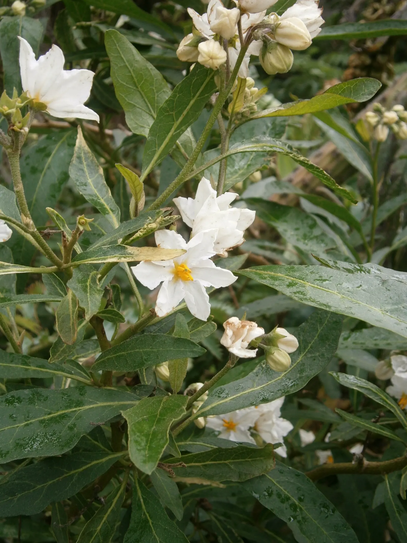 Potato Vine (Solanum Laxum) — ensuring an attractive display each season; the Solanum laxum, commonly known as Potato Vine, is a fast-growing, image 97