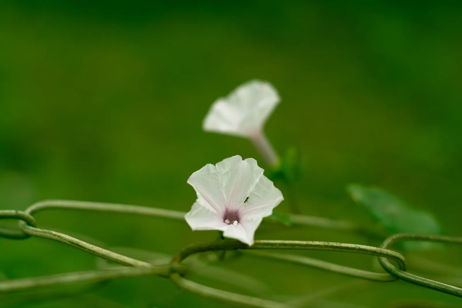 Potato Vine (Solanum Laxum) — Solanum laxum may require some protection during the coldest months in cooler climates