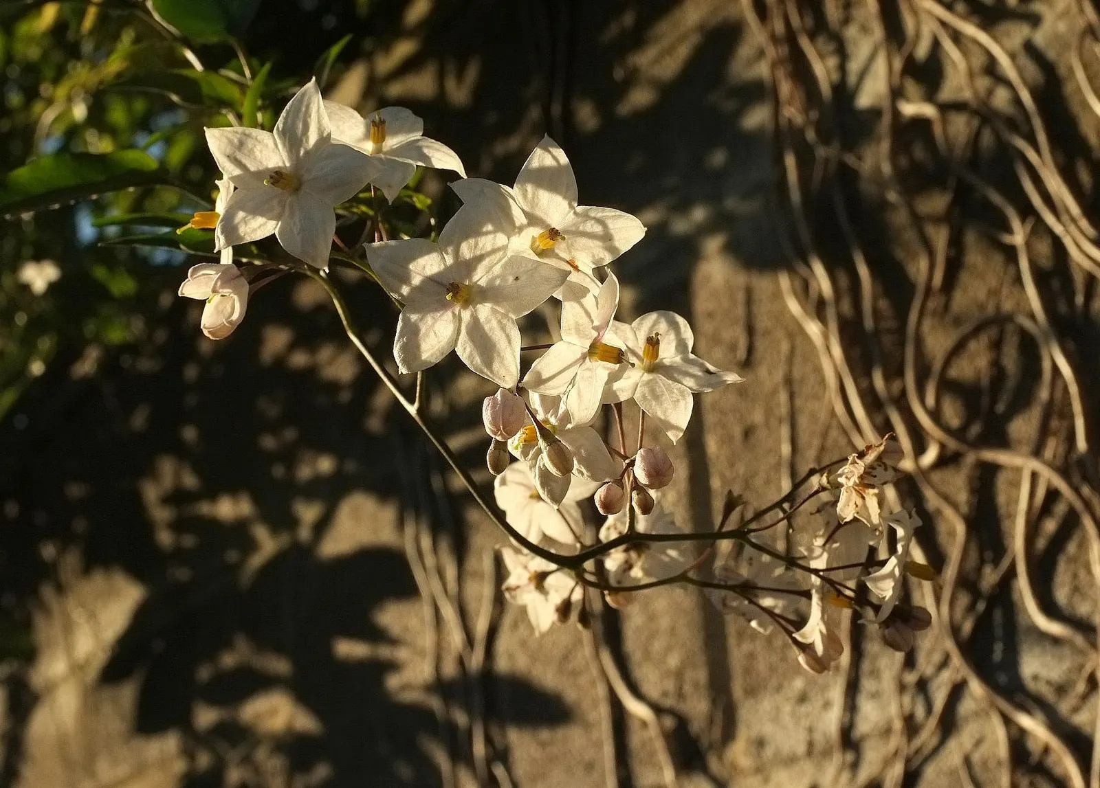 Potato Vine (Solanum Laxum) — When establishing the vine in the landscape