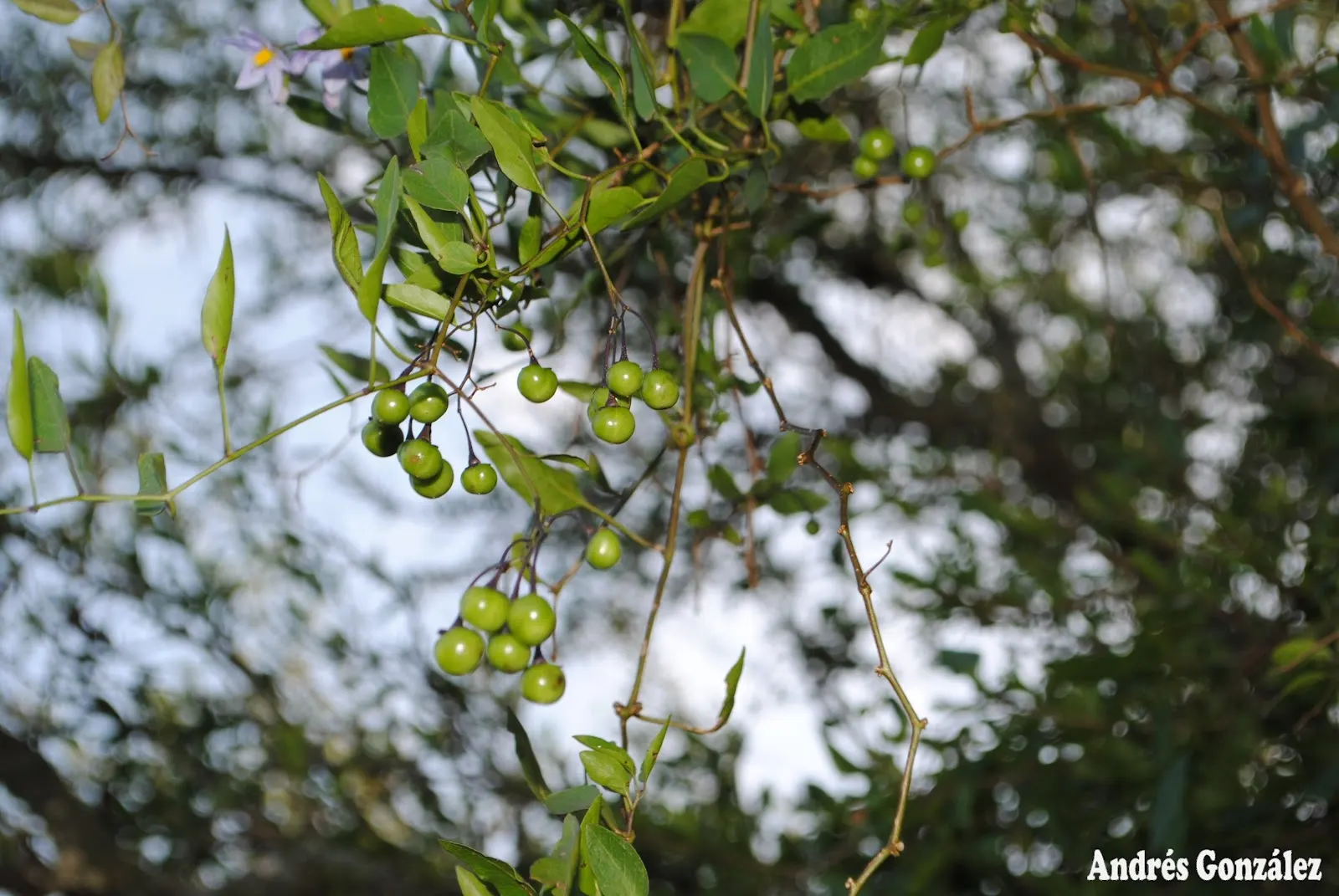 Potato Vine (Solanum Laxum) — When establishing the vine in the landscape; it's excellent for trellises, walls, or as a sprawling ground cover, image 94