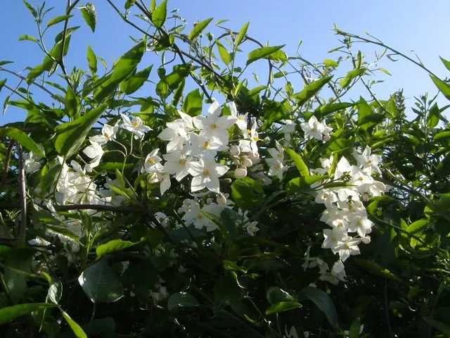 Potato Vine (Solanum Laxum) — Its foliage is dark green, while in summer and fall, it produces fragrant white blossoms with yellow centers; they, image 78