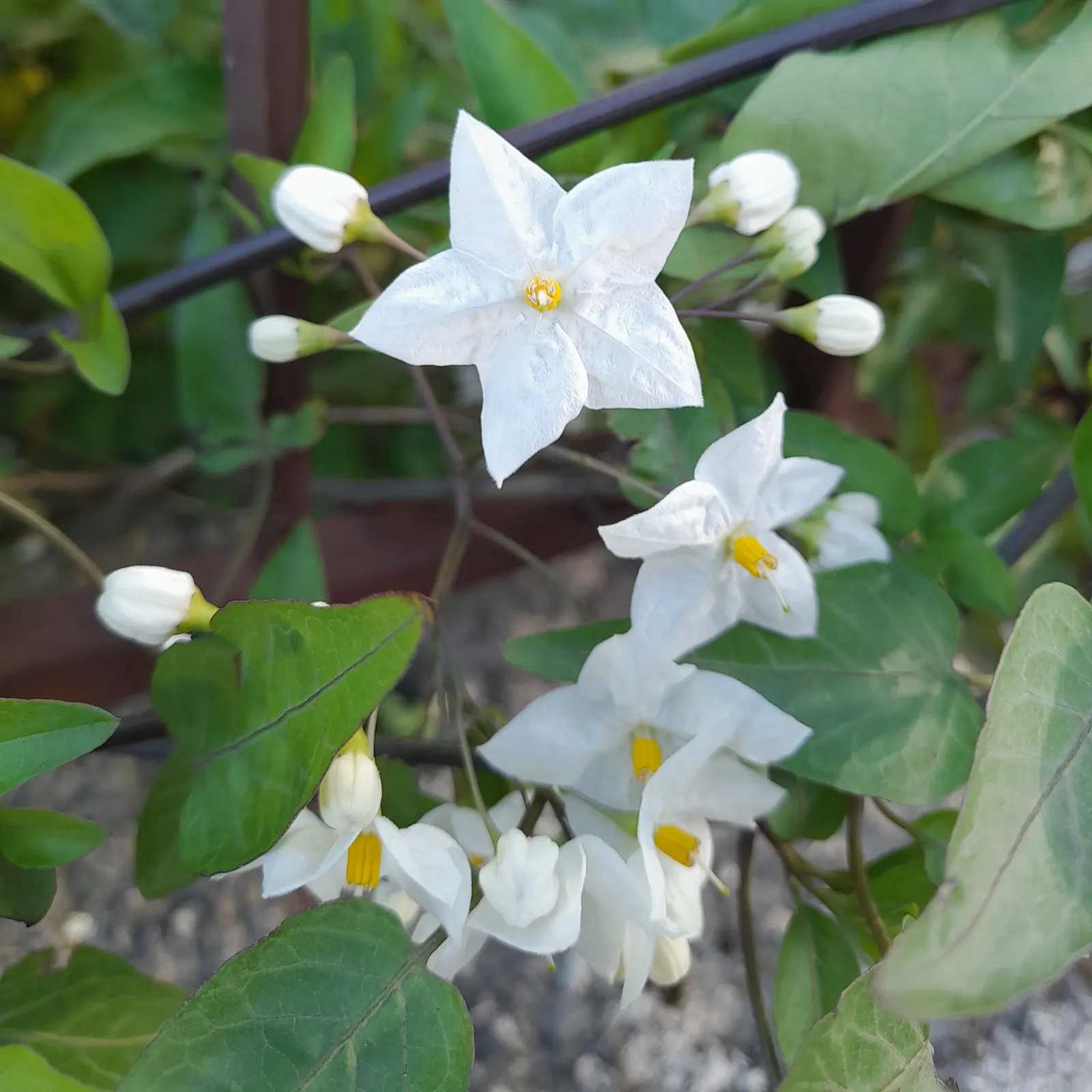 Potato Vine (Solanum Laxum) — Solanum laxum may require some protection during the coldest months in cooler climates; pinnate leaves that can reach, image 95