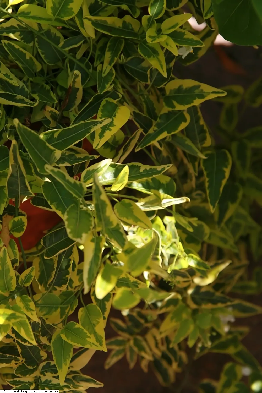 Potato Vine (Solanum Laxum) — It's excellent for trellises, walls, or as a sprawling ground cover; is a versatile and fast-growing evergreen vine, image 80