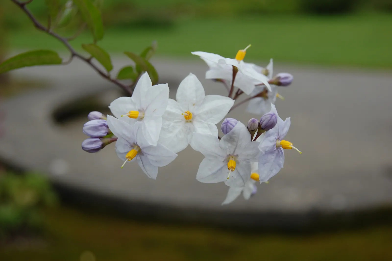 Potato Vine (Solanum Laxum) — The Solanum laxum, commonly known as Potato Vine, is a fast-growing evergreen climber; this vine prefers full sun to, image 76