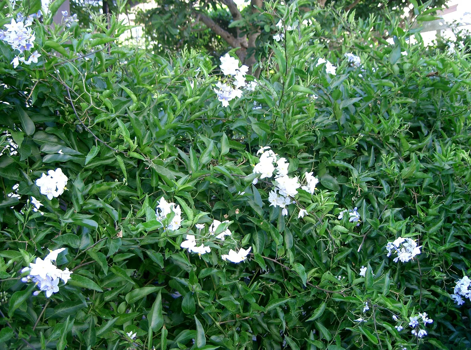 Potato Vine (Solanum Laxum) — They grow optimally in well-drained soil and require regular watering, especially during dry spells; white flowers in, image 93