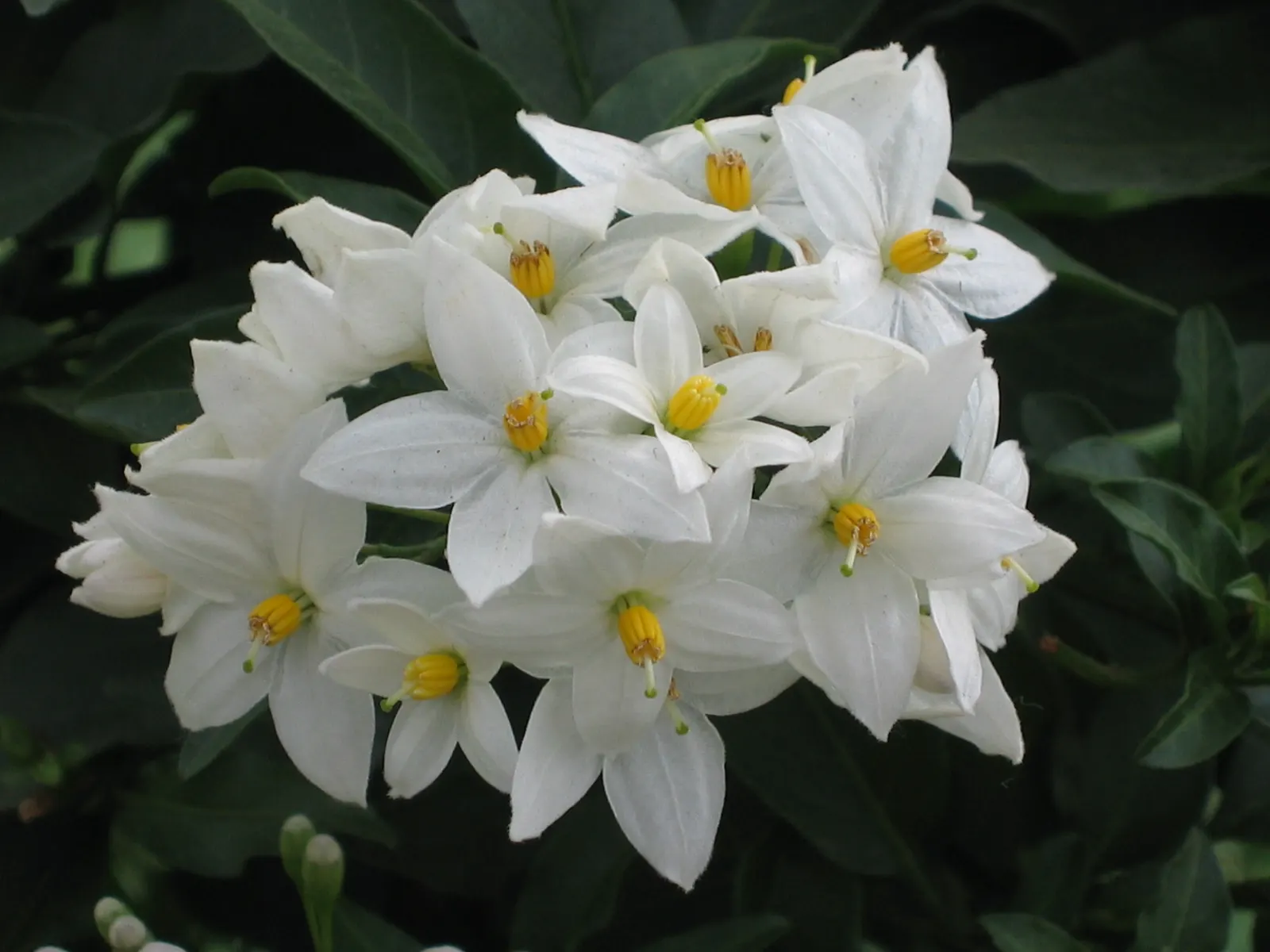 Potato Vine (Solanum Laxum) — vine with white blooms; creating a striking contrast against the verdant leaves, image 74