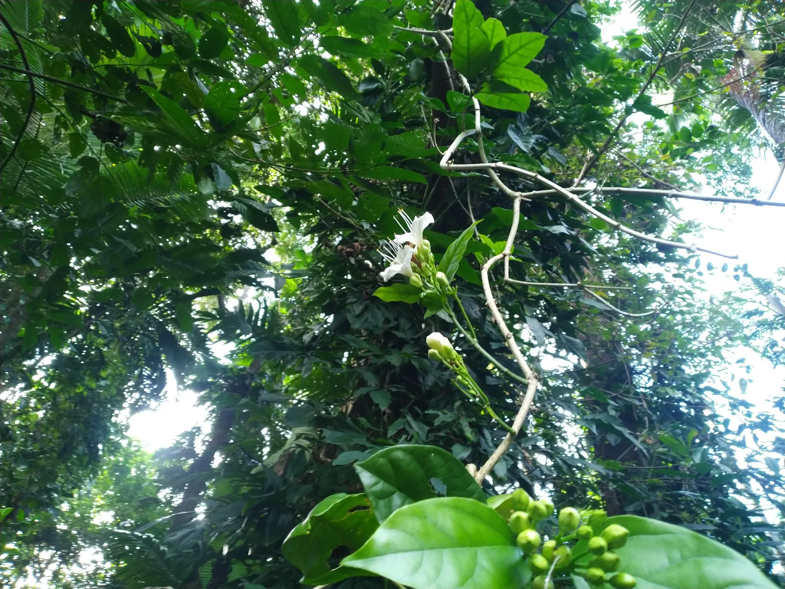 Potato Vine (Solanum Laxum) — It's excellent for trellises, walls, or as a sprawling ground cover; is a versatile and fast-growing evergreen vine that can add
