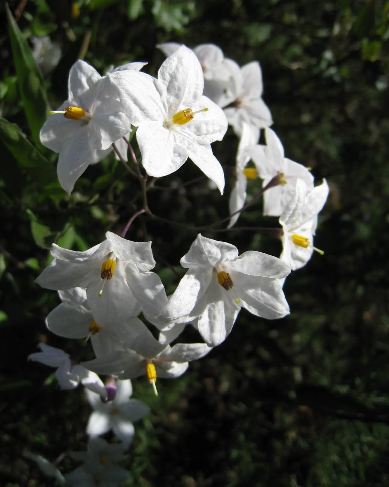 Potato Vine (Solanum Laxum) — The Solanum laxum, commonly known as Potato Vine, is a fast-growing evergreen climber; this vine prefers full sun to, image 101