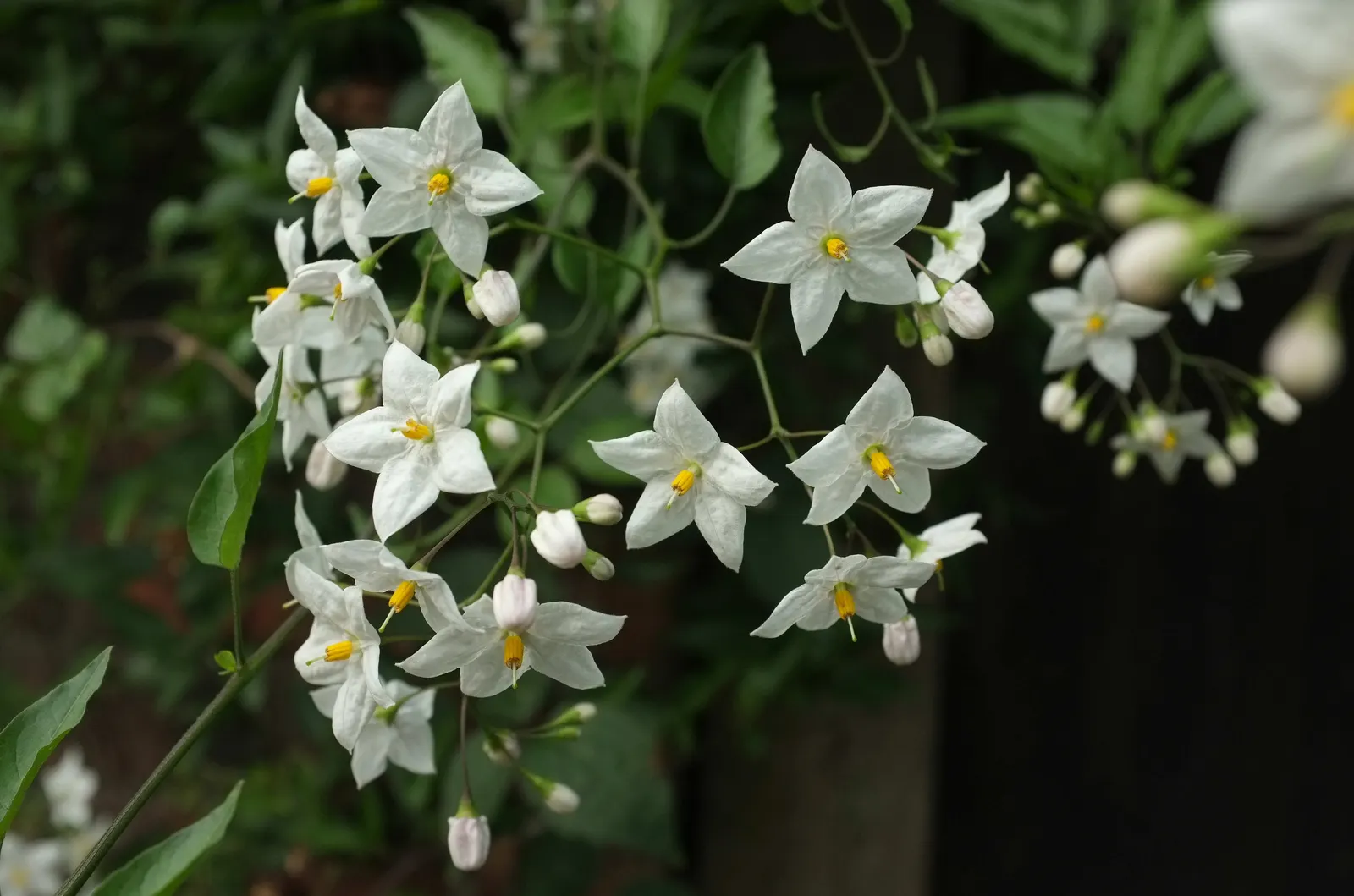Potato Vine (Solanum Laxum) — These blooms are typically a delicate white with pronounced yellow stamens