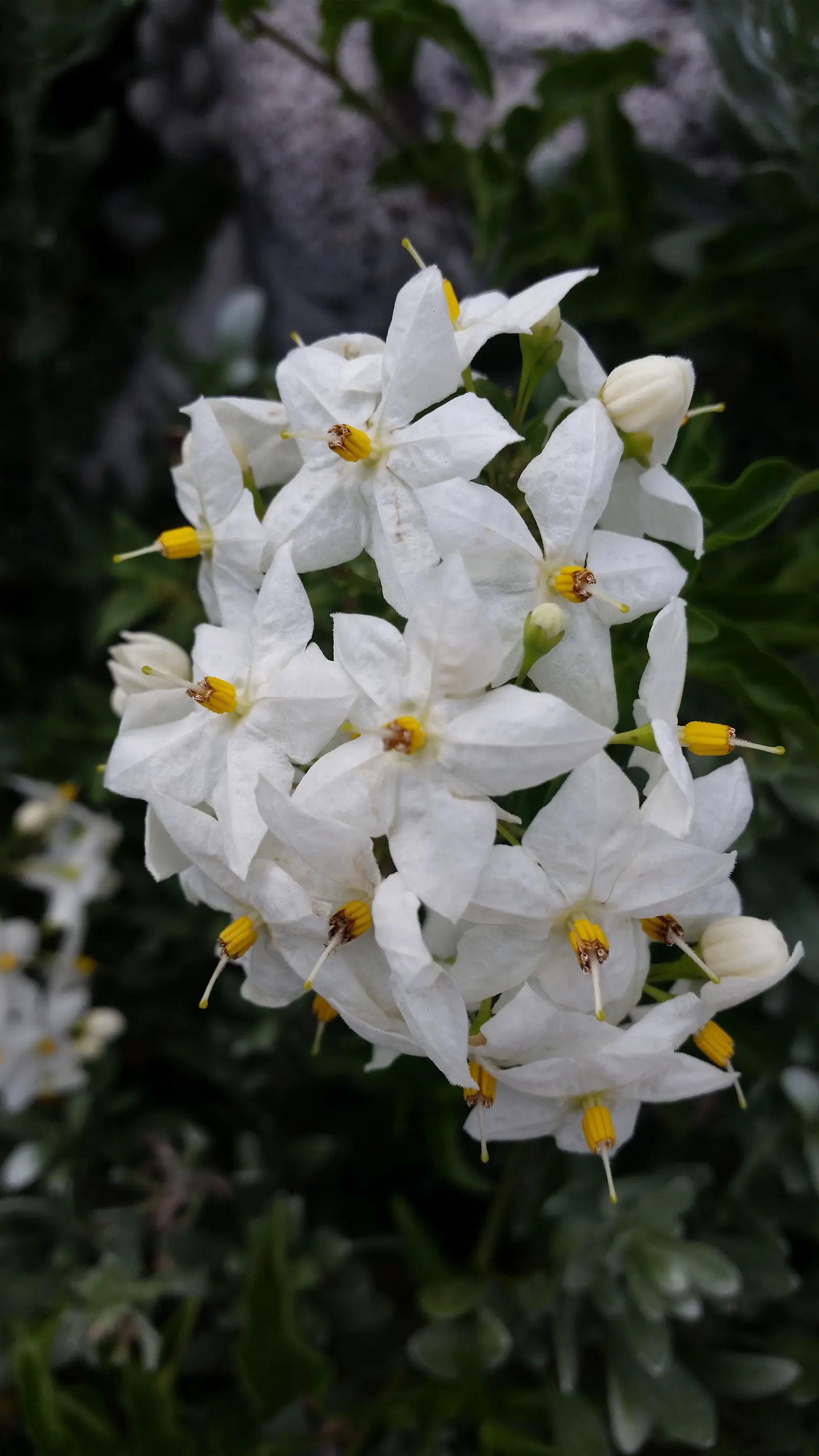 Potato Vine (Solanum Laxum) — ensuring an attractive display each season; the Solanum laxum, commonly known as Potato Vine, is a fast-growing, image 72