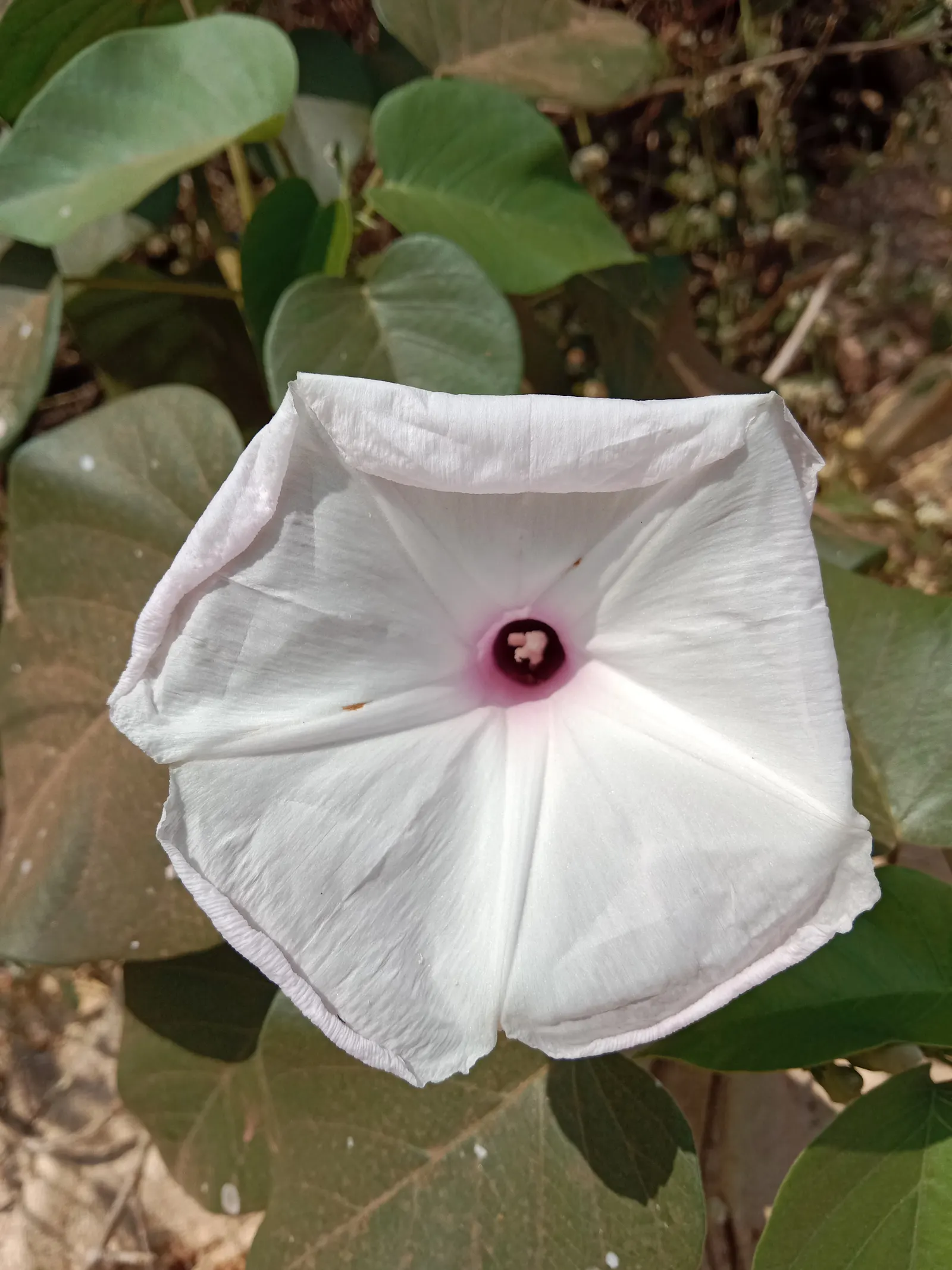 Potato Vine (Solanum Laxum) — or fences where a visual screen or a green backdrop is desired.<br><br>Its foliage consists of dark green