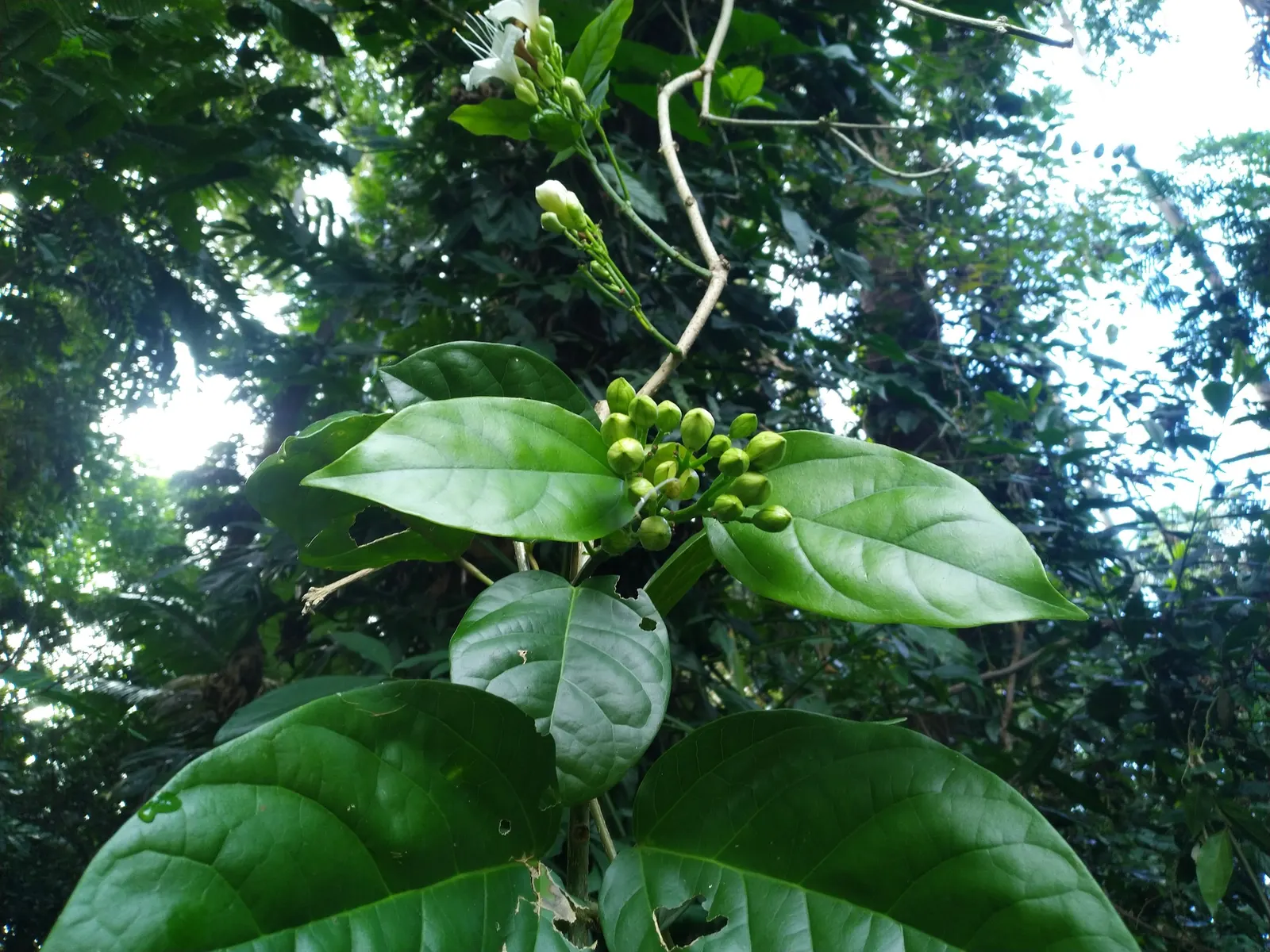 Potato Vine (Solanum Laxum) — Solanum laxum may require some protection during the coldest months in cooler climates; pinnate leaves that can reach a length of