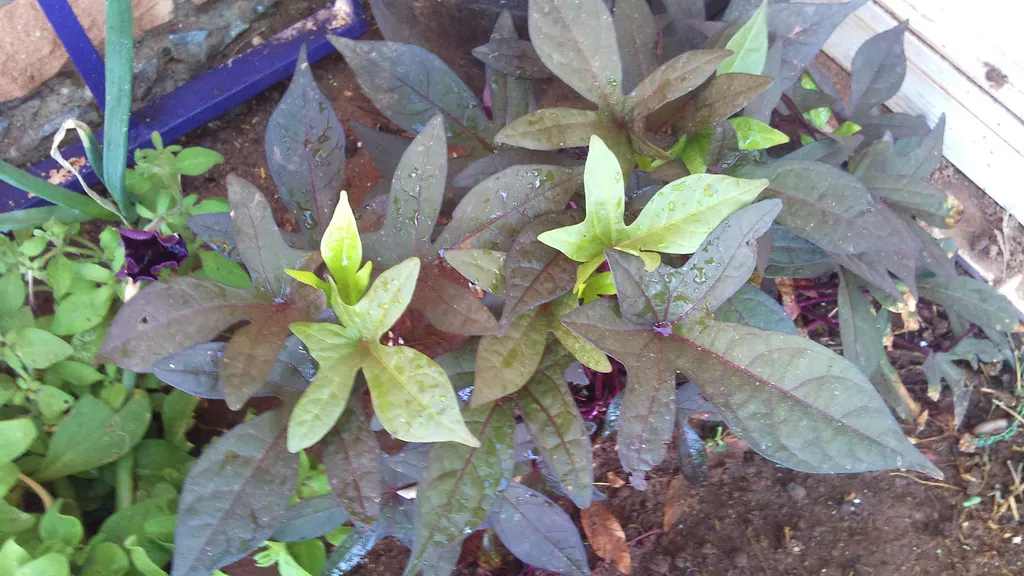 Potato Vine (Solanum Laxum) — This vine prefers full sun to partial shade and well-draining soil; vine for full or half