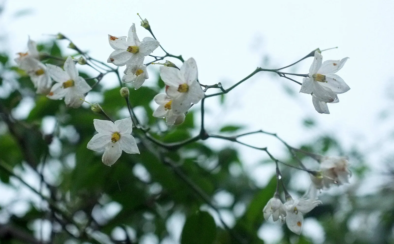 Potato Vine (Solanum Laxum) — where they may produce fewer blossoms