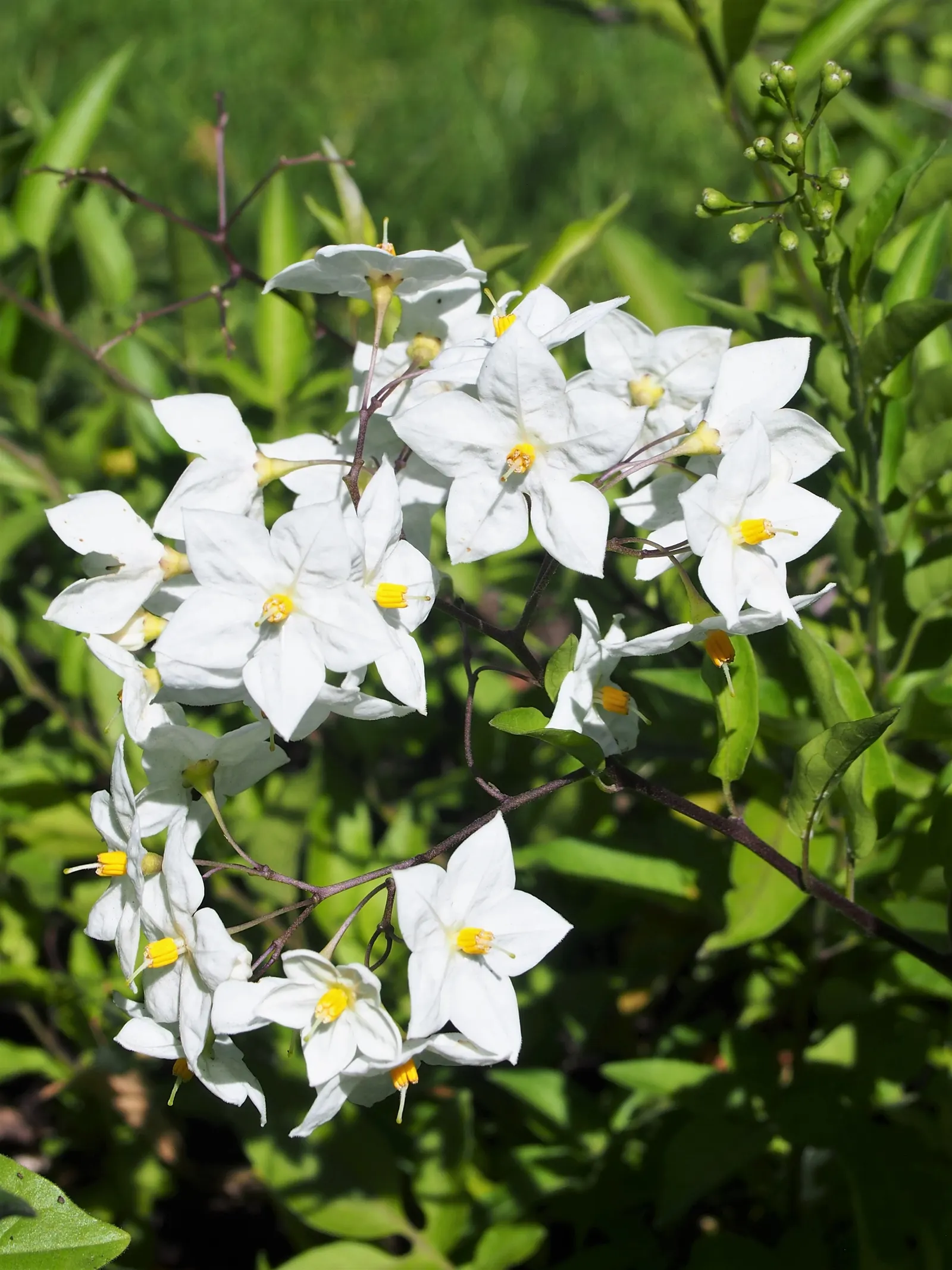 Potato Vine (Solanum Laxum) — These blooms are typically a delicate white with pronounced yellow stamens; solanum laxum may require some protection, image 64
