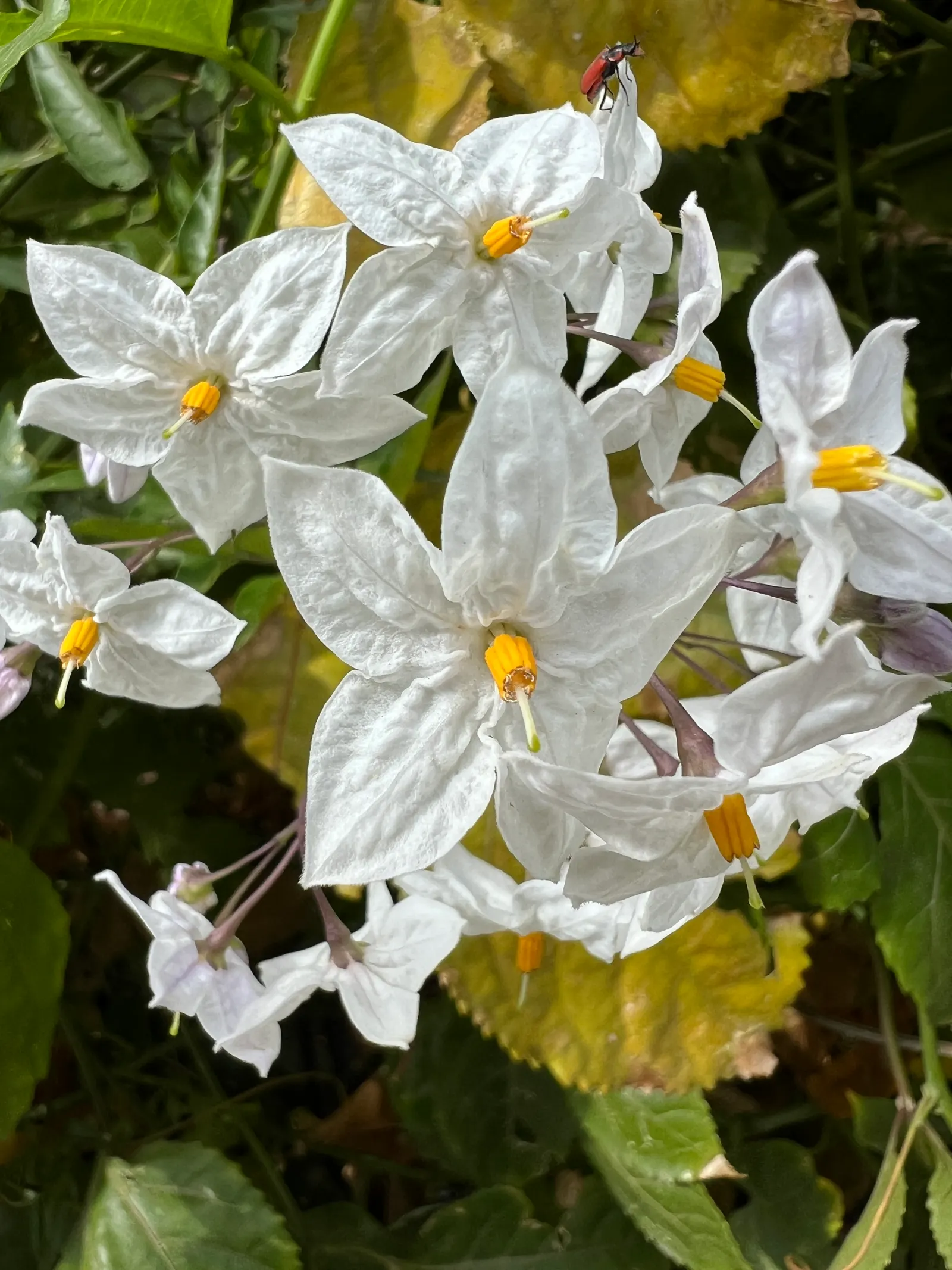 Potato Vine (Solanum Laxum) — This robust climber can reach lengths of approximately 20 feet; making it an excellent choice for trellises, image 84
