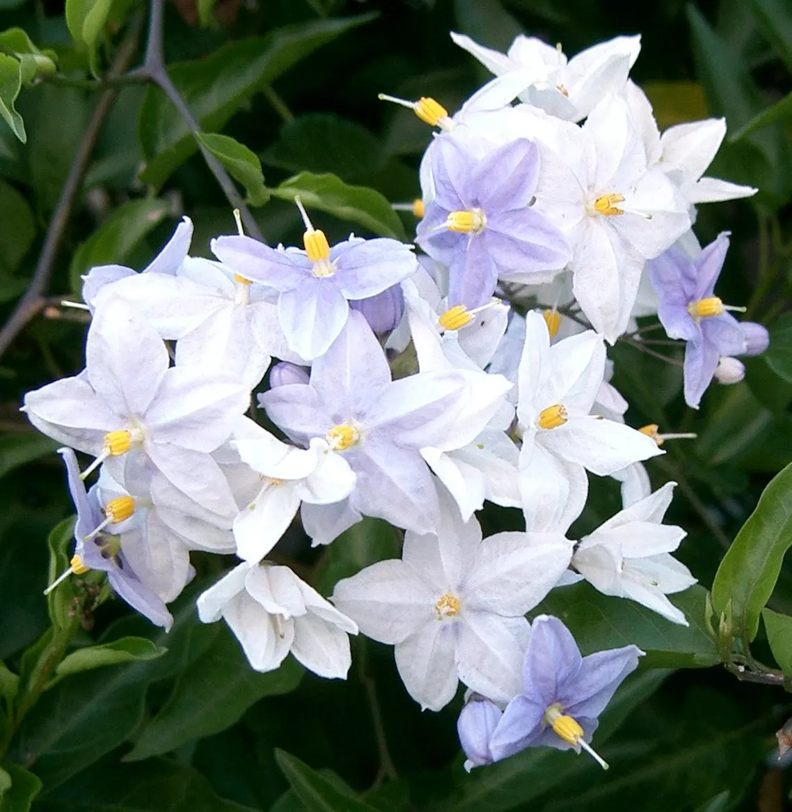 Potato Vine (Solanum Laxum) — The vine is best known for its bountiful display of star-shaped flowers, image 88