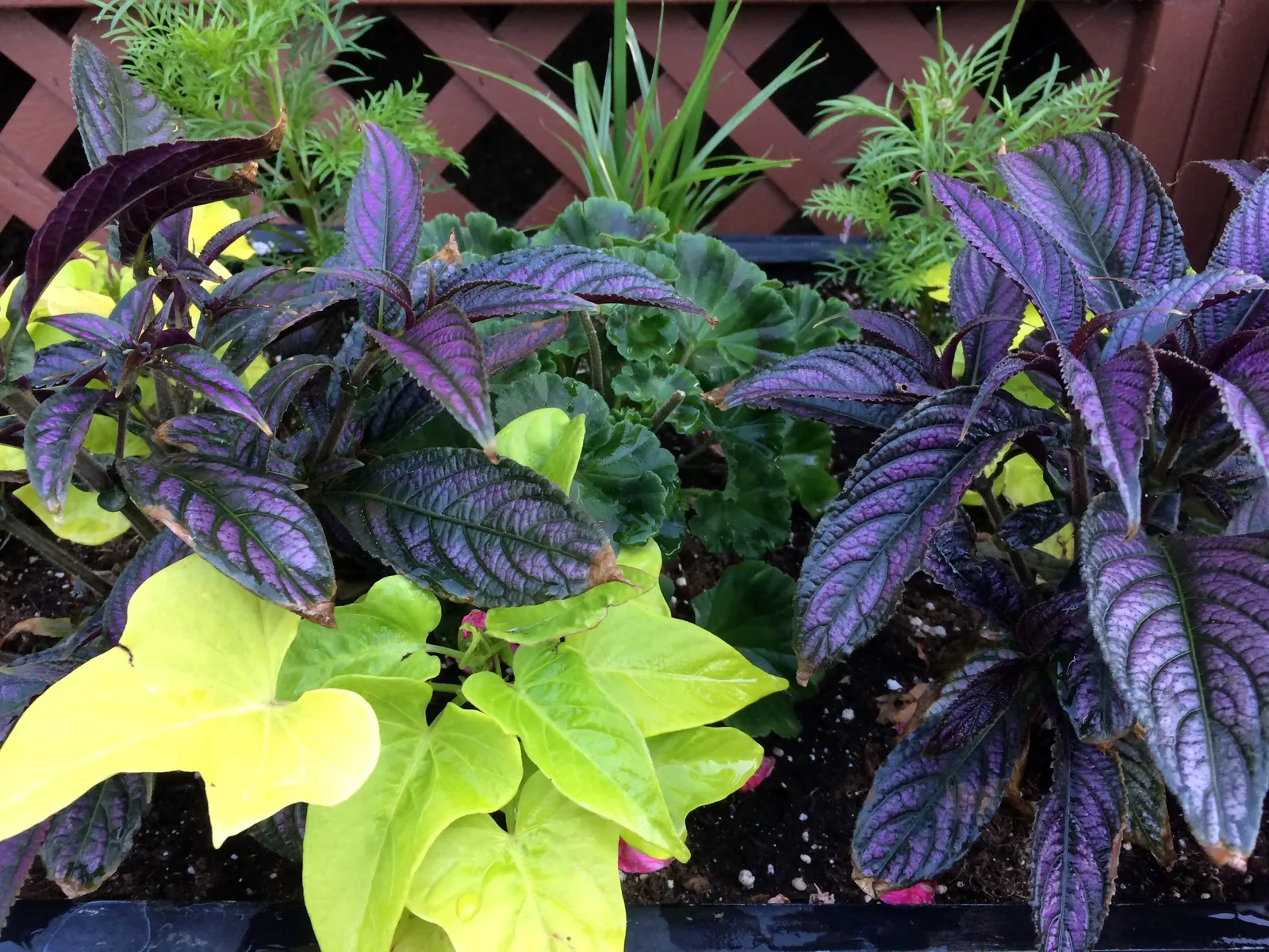 Potato Vine (Solanum Laxum) — When establishing the vine in the landscape; it's excellent for trellises, walls, or as a sprawling ground cover