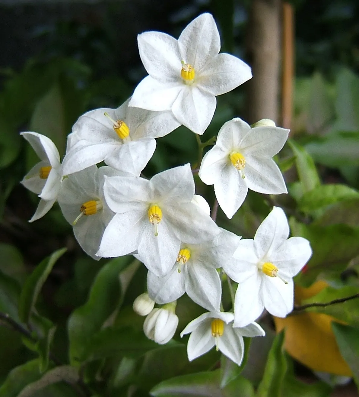 Potato Vine (Solanum Laxum) — Solanum laxum may require some protection during the coldest months in cooler climates; pinnate leaves that can reach, image 70