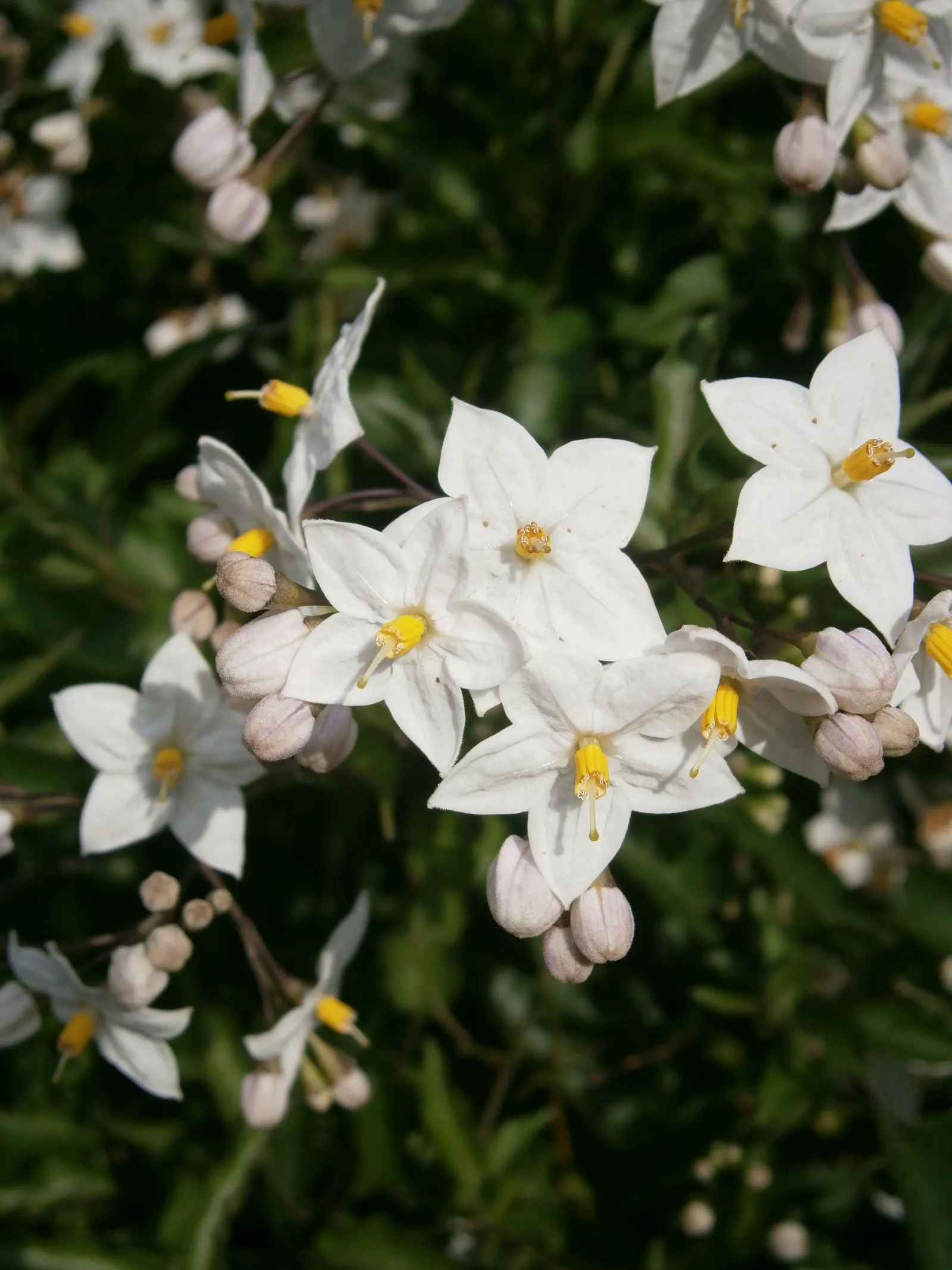 Potato Vine (Solanum Laxum) — vine for full or half; ensuring an attractive display each season, image 100