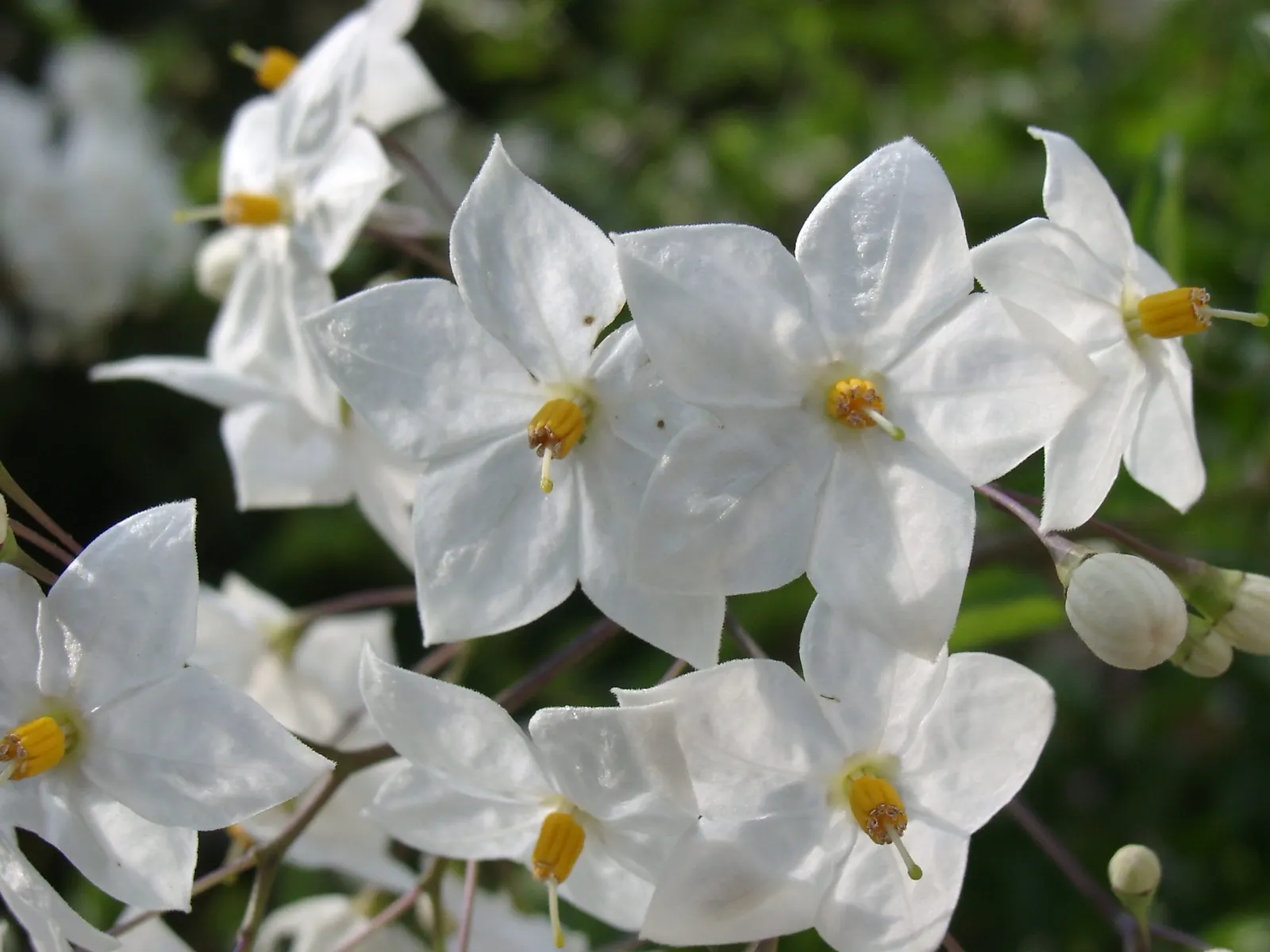 Potato Vine (Solanum Laxum) — This vine prefers full sun to partial shade and well-draining soil; vine for full or half, image 79